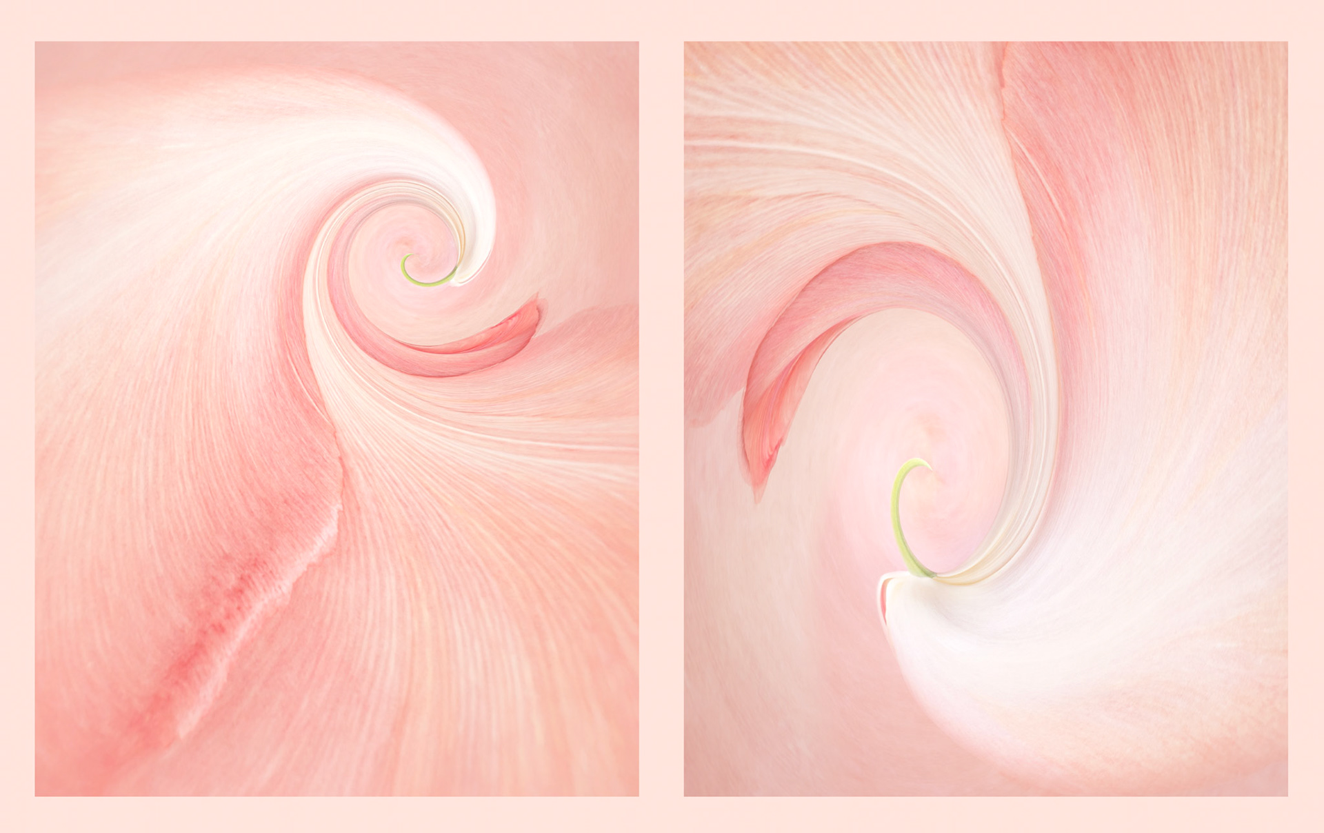 Tulip Wave Diptych