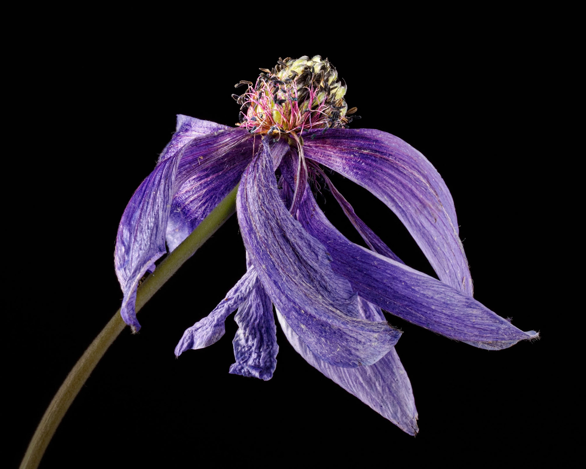Cosmos