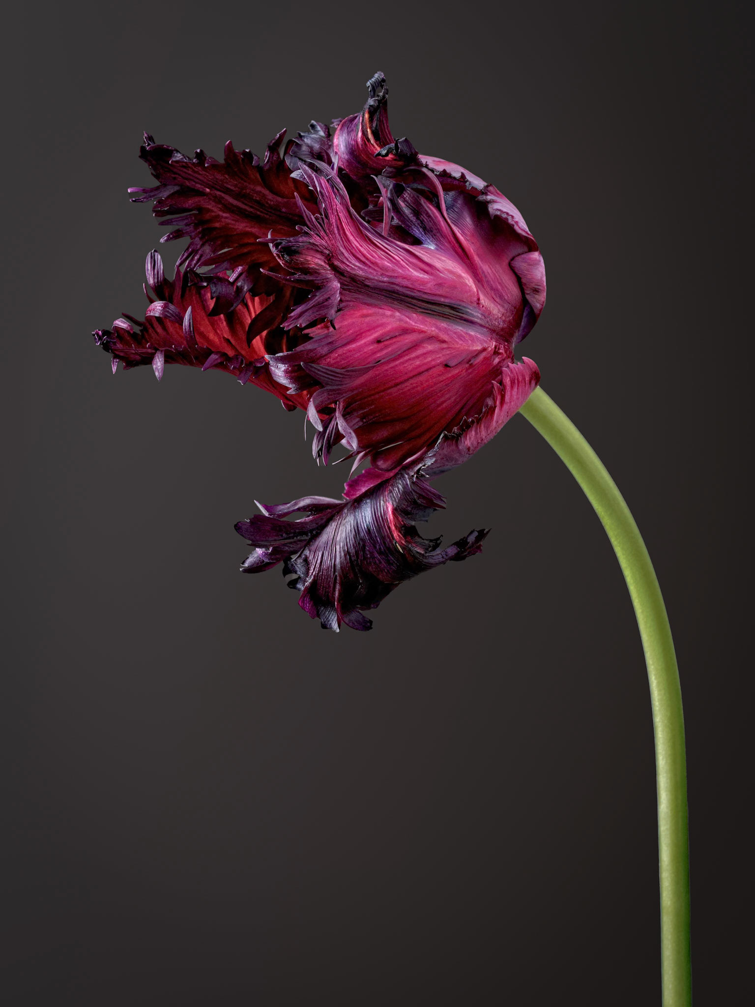 Aging Black Parrot Tulip