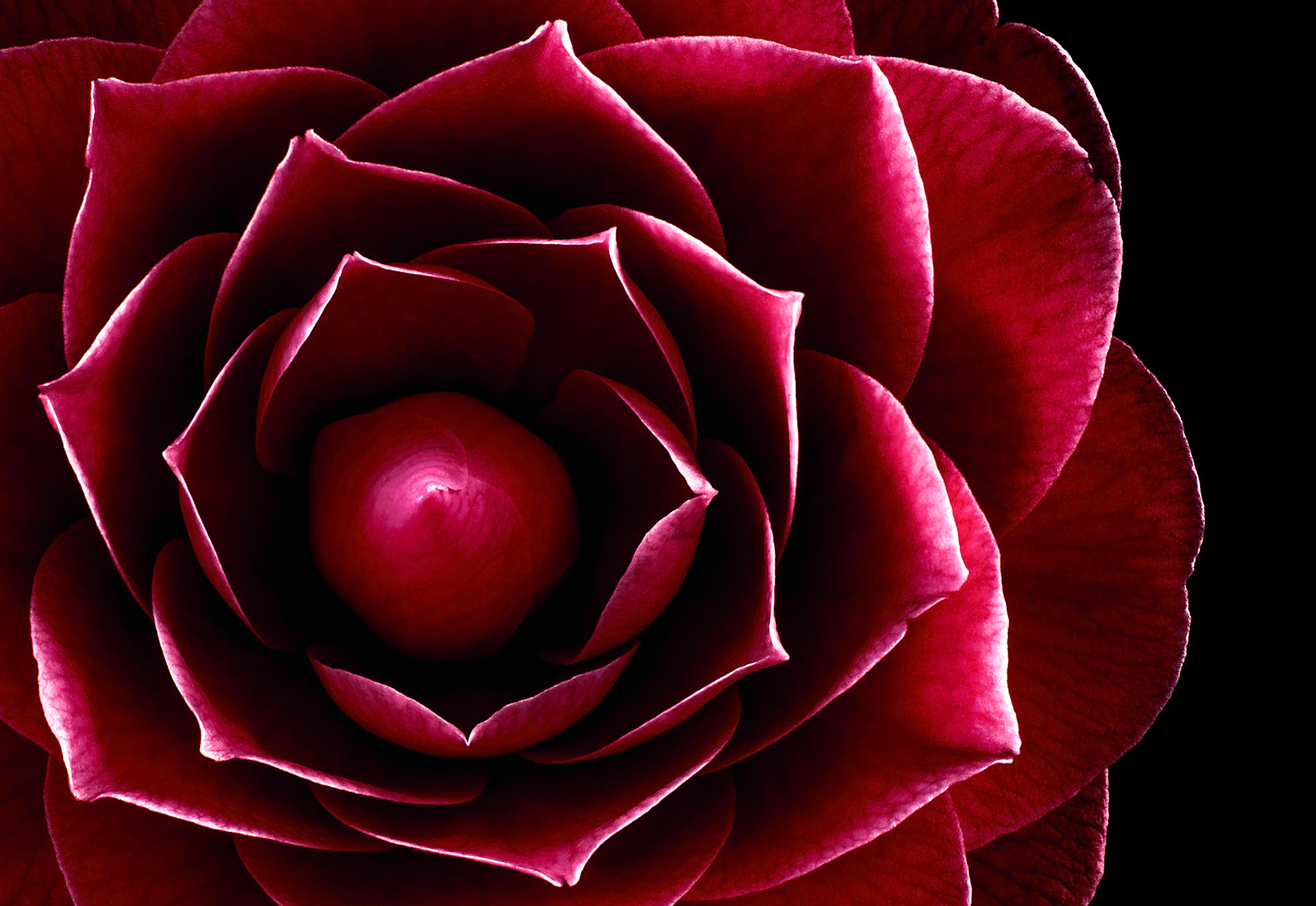 Red Camellia