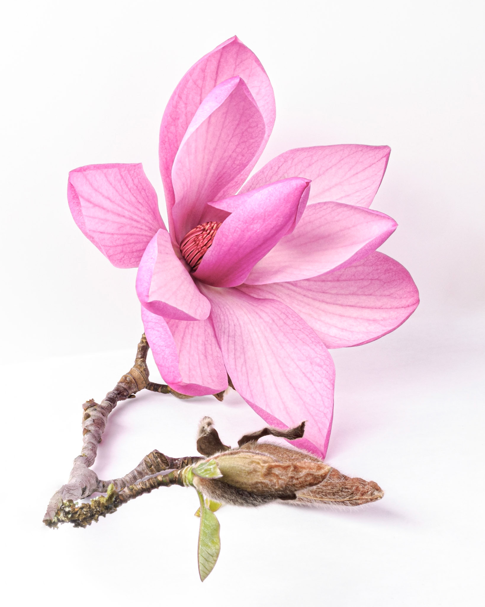 Magnolia with Bud