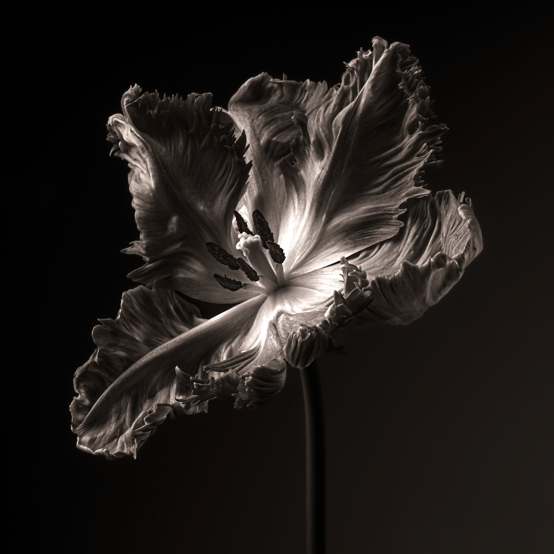 Silver Parrot Tulip