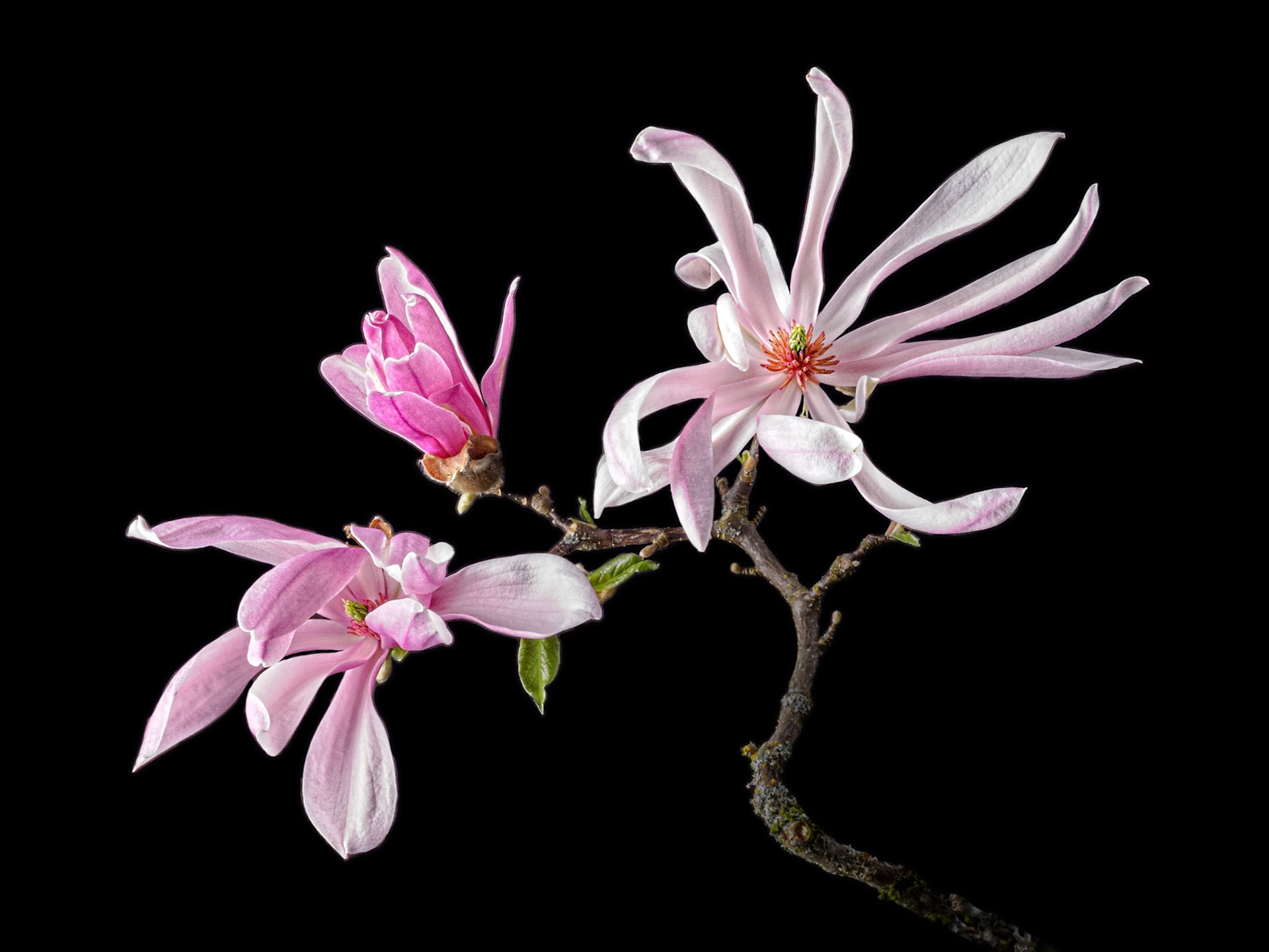 Magnolia Dance