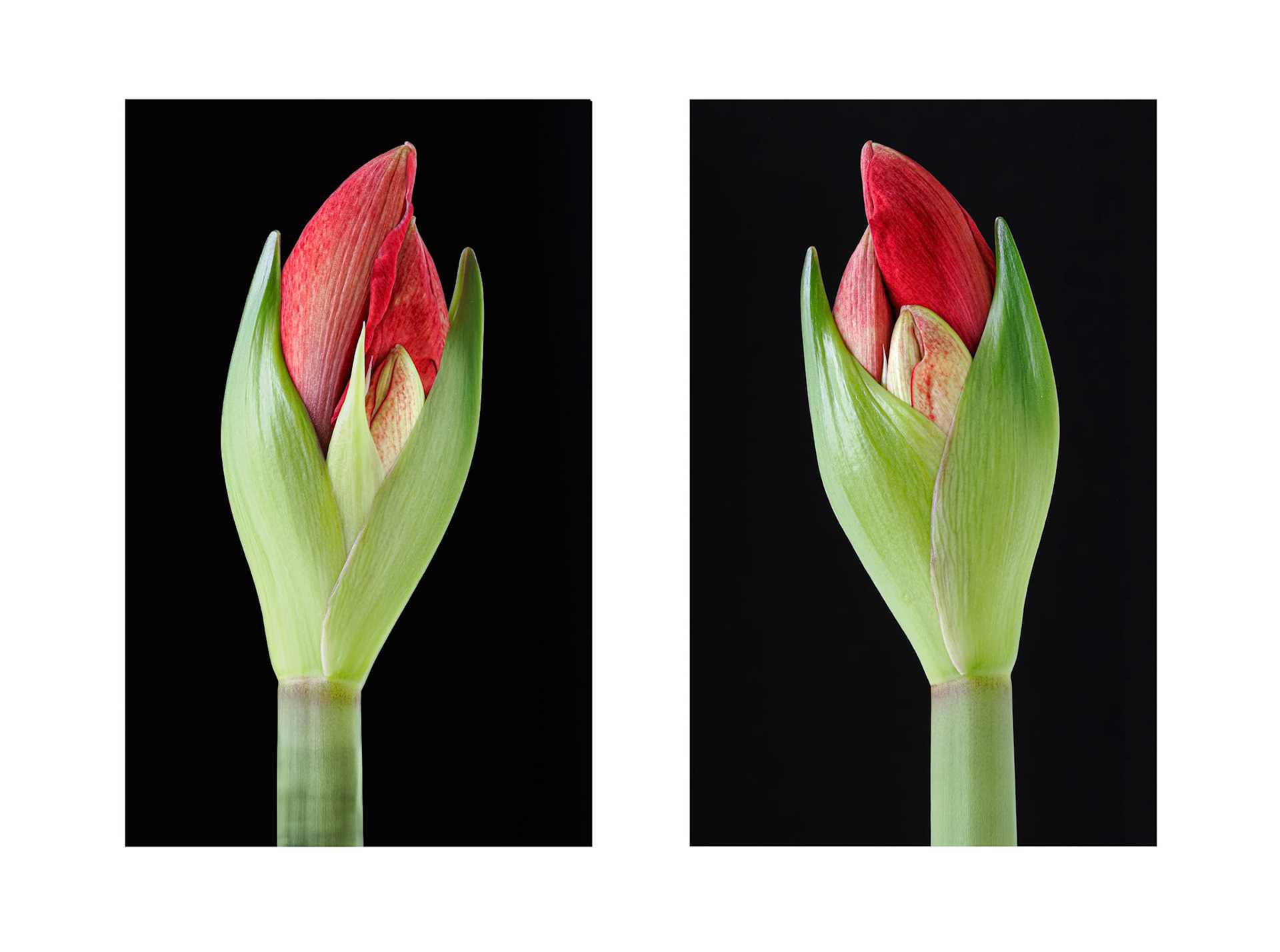 Amaryllis Bud Diptych