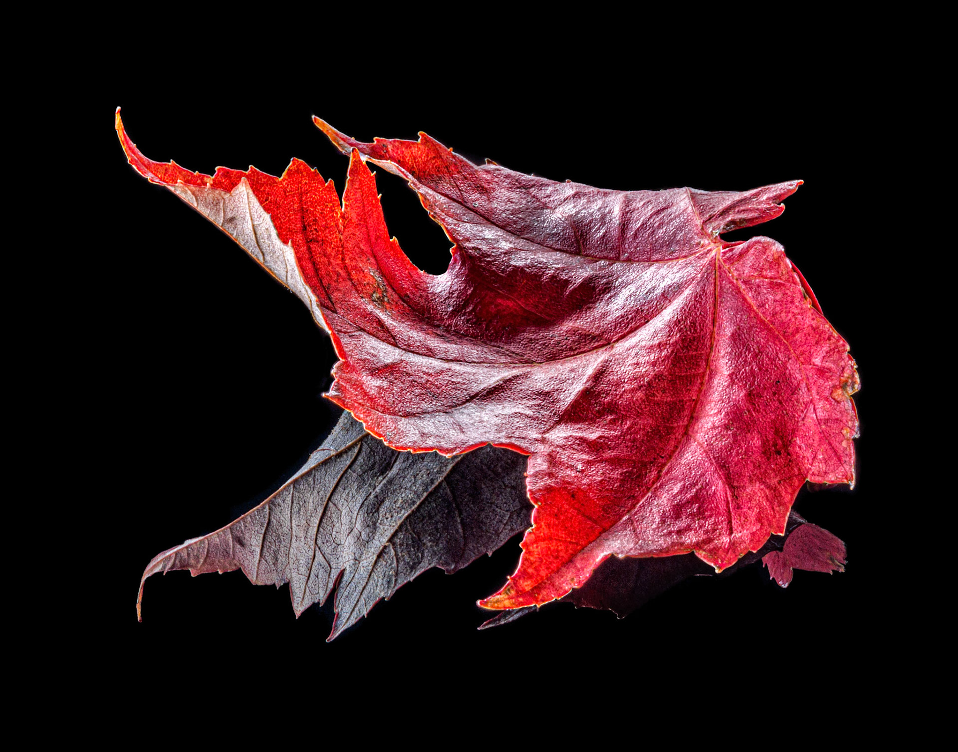 Fallen Flame