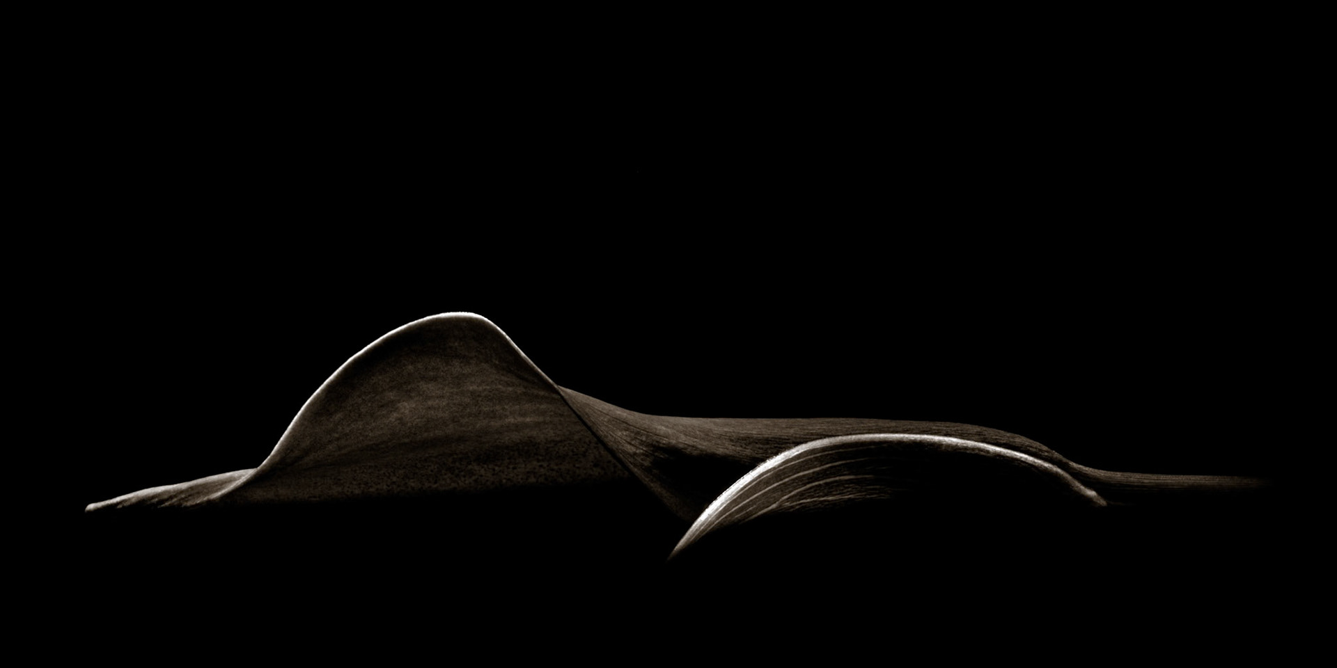 Dark Calla No. 2
