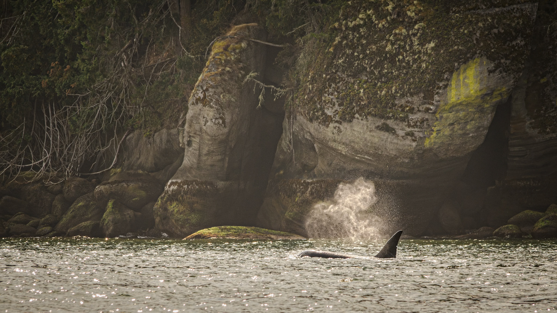 Orca in Departure Bay
