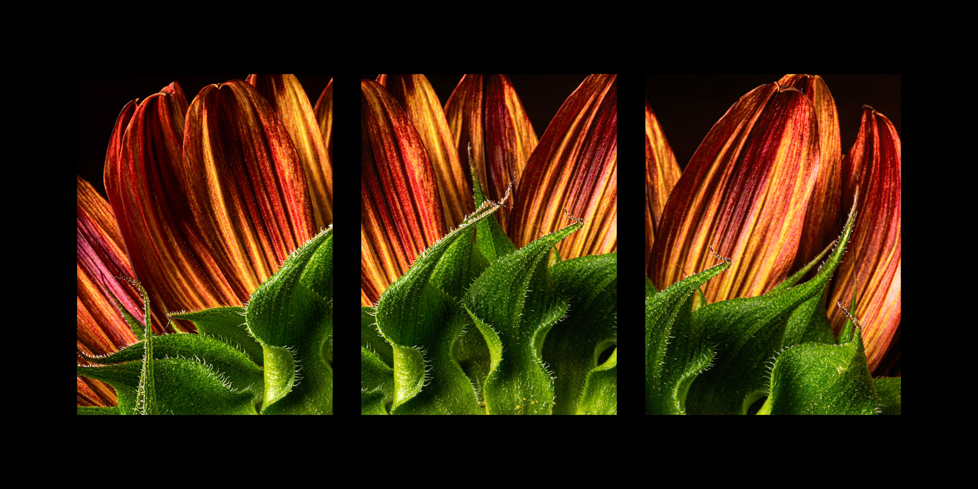 Sunflower Triptych on Black