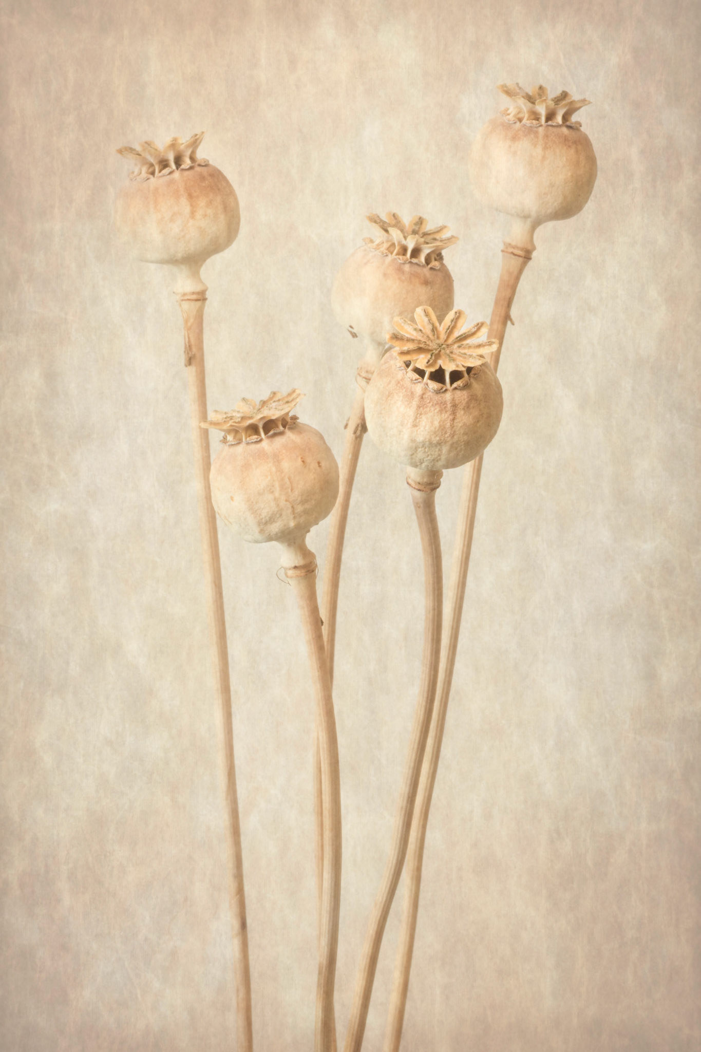 Seed Pods