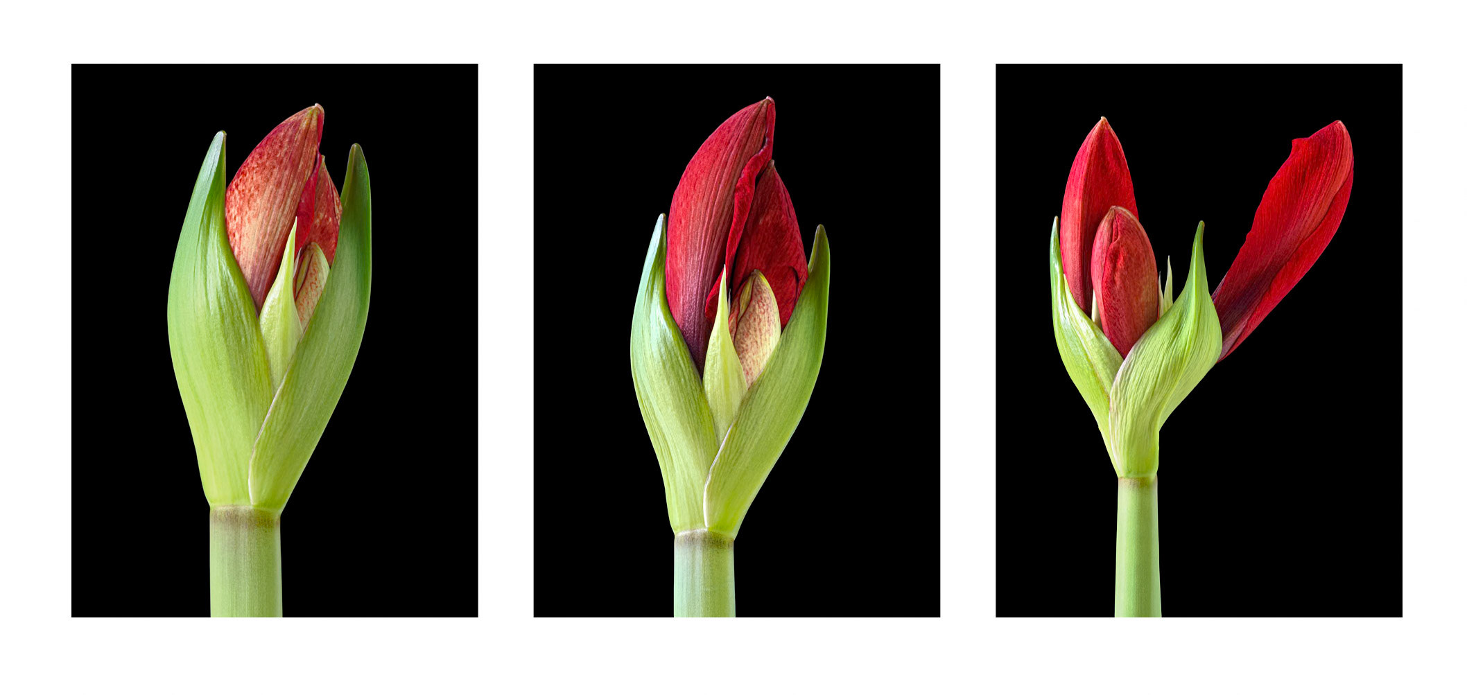 Amaryllis Bud Triptych