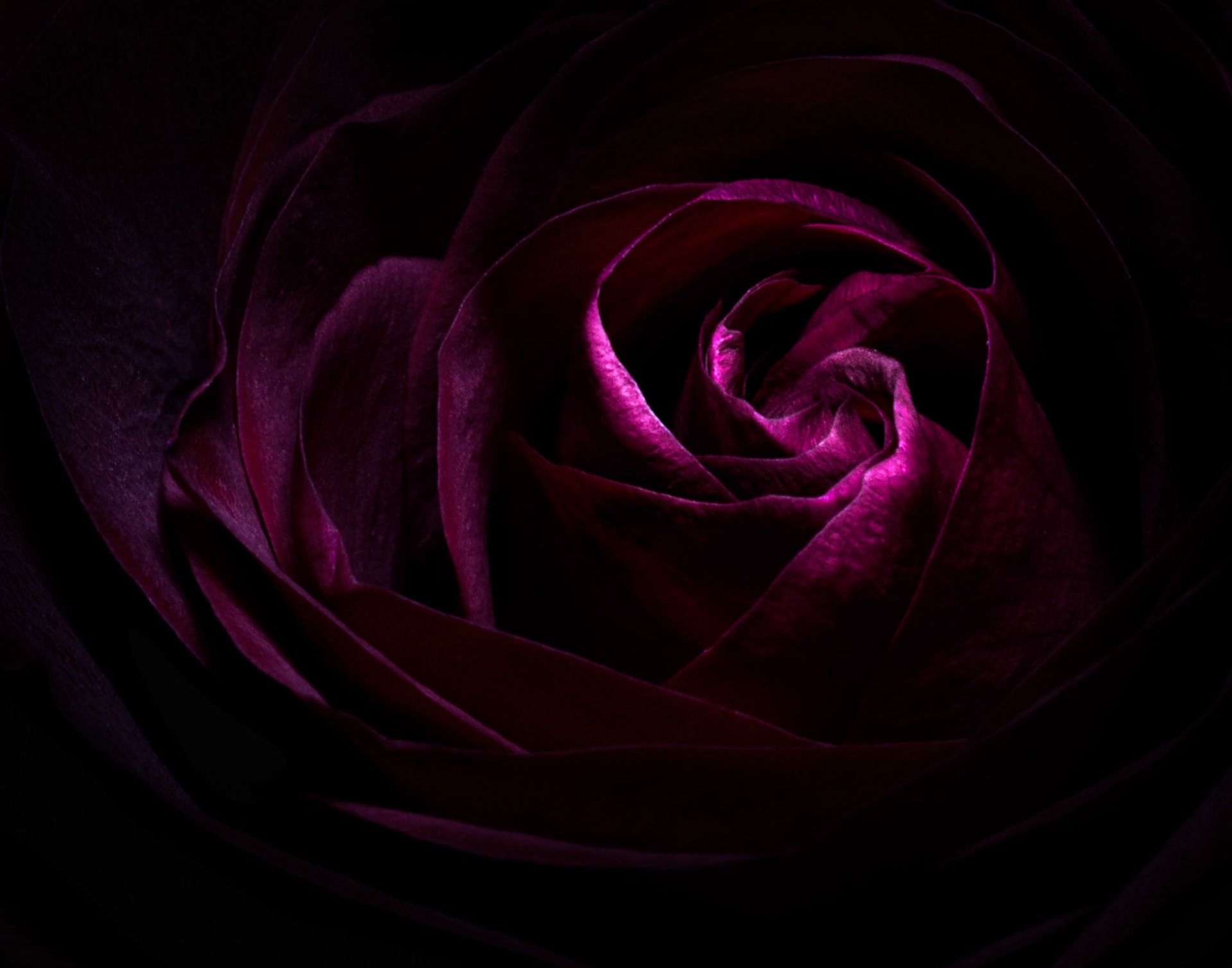 The Dark Rose
