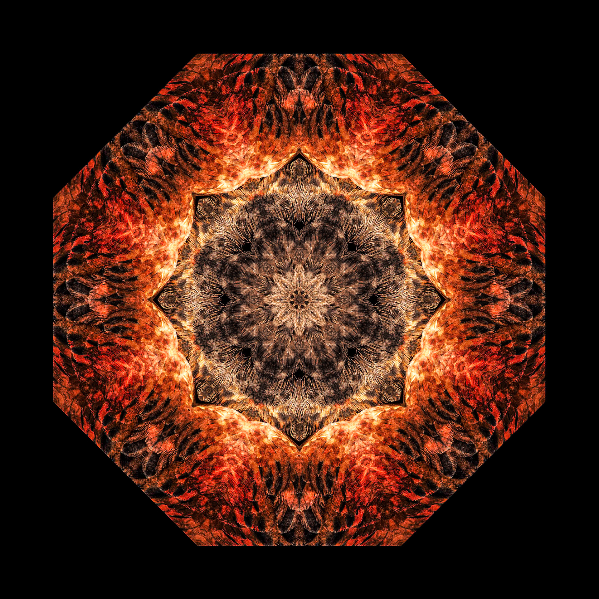 The Shaman's Drum