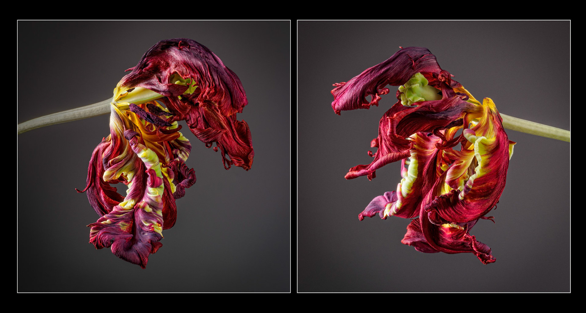 Rococo Parrot Tulip