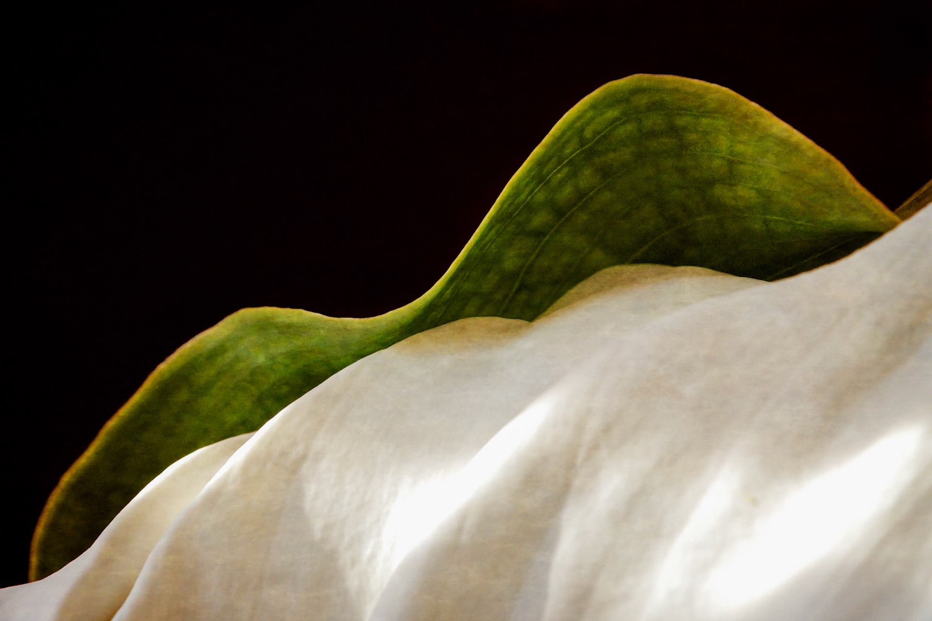 Calla Caress