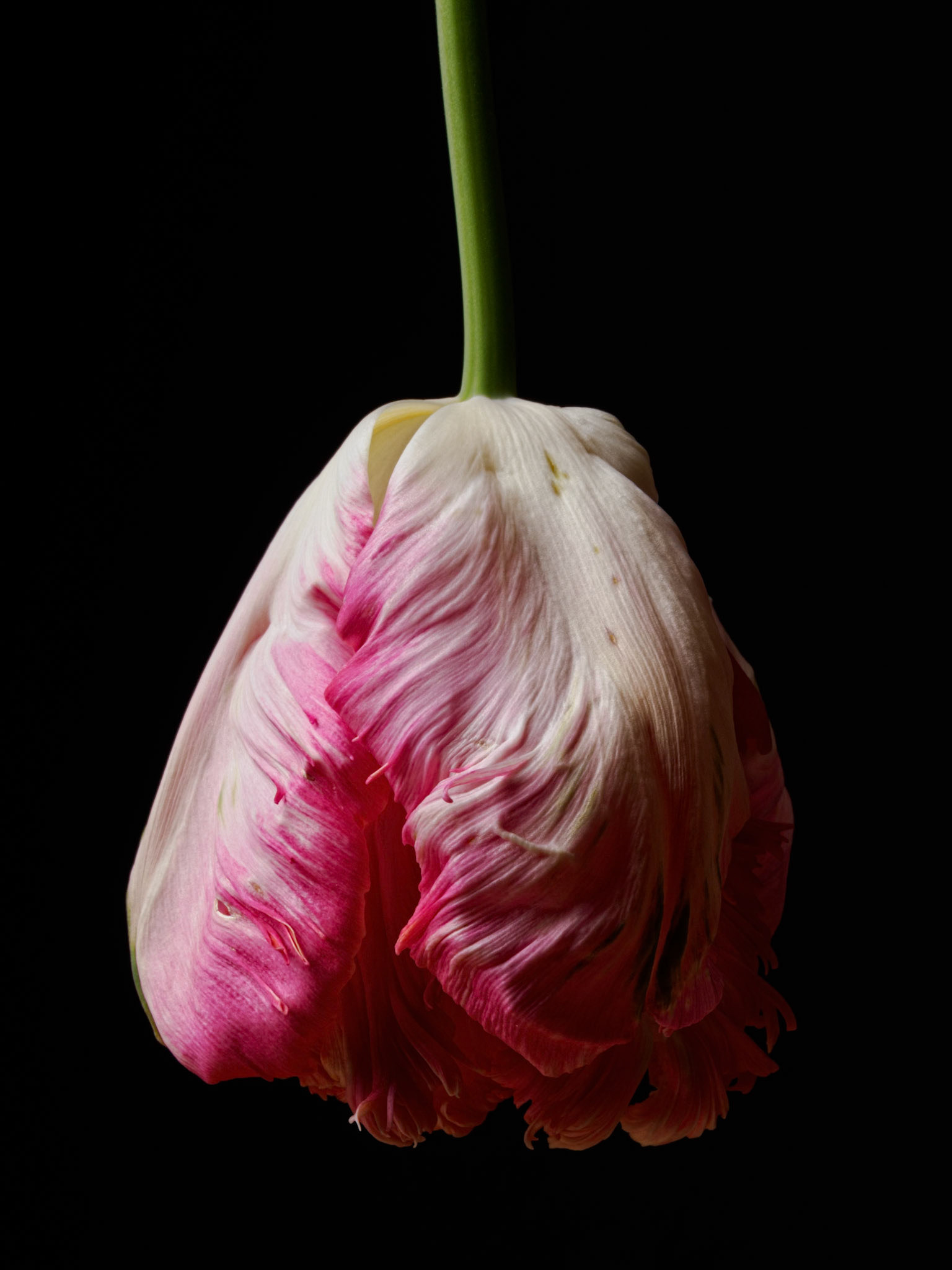 Silver Parrot Tulip