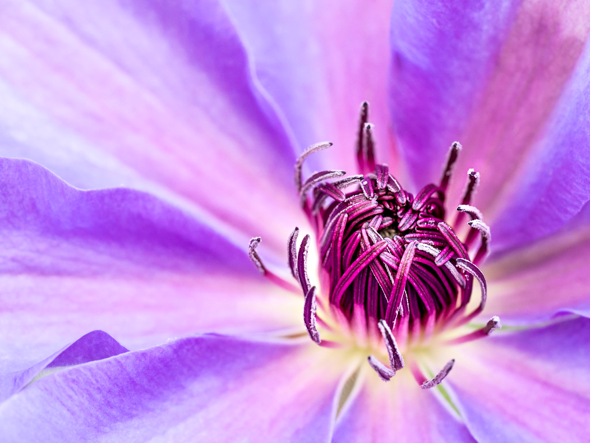 Clematis
