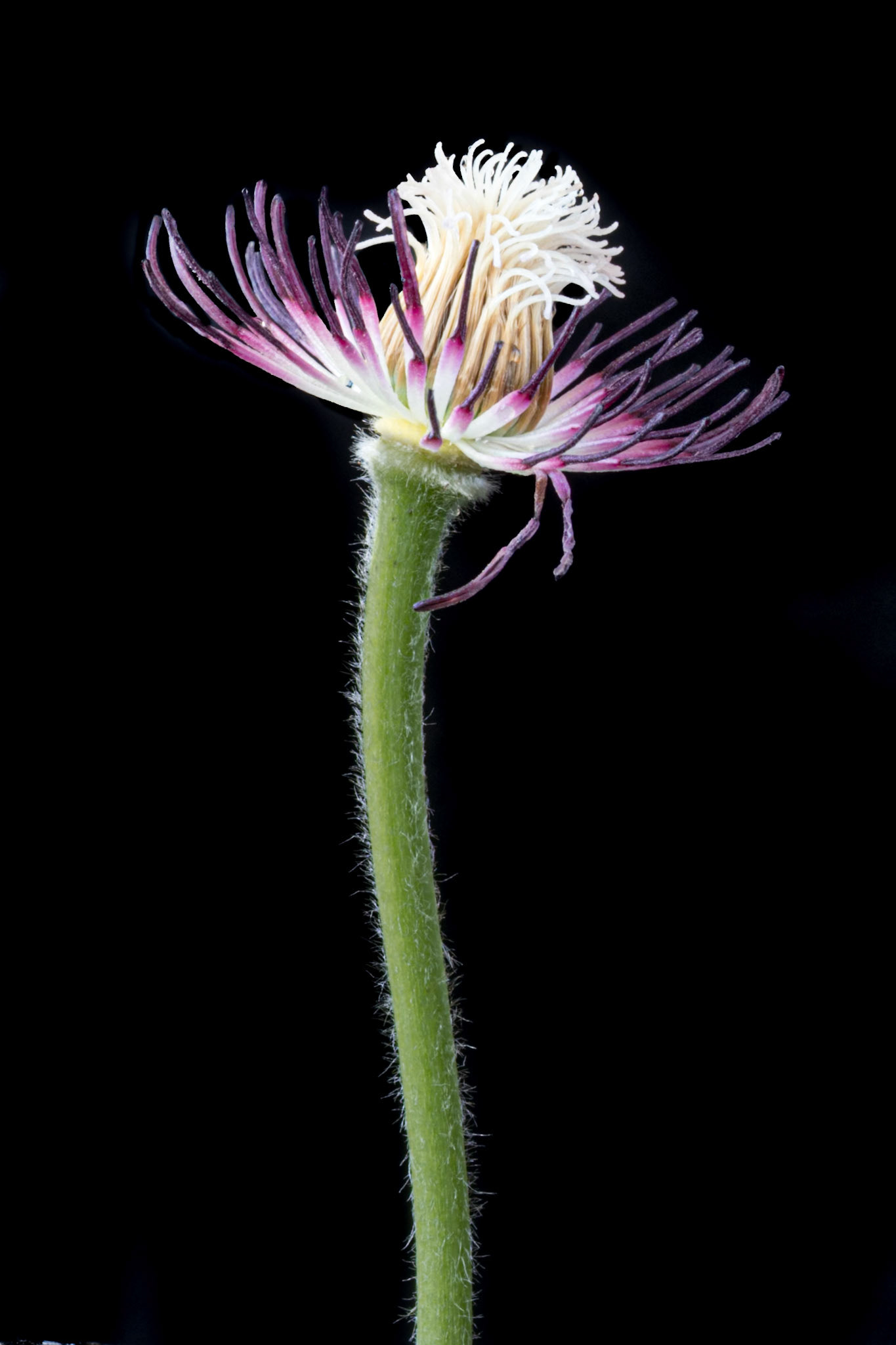 Clematis Farewell