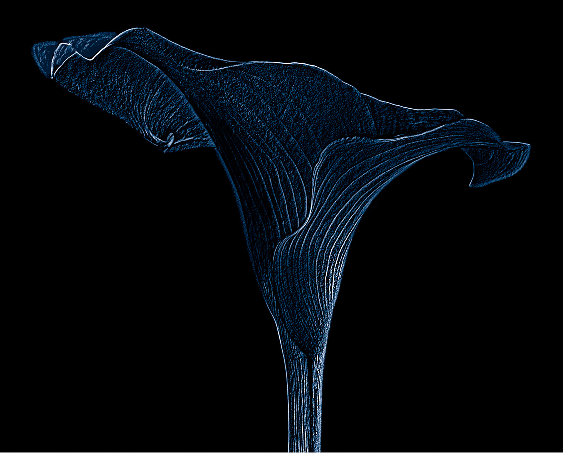 White Calla No 1 Etching