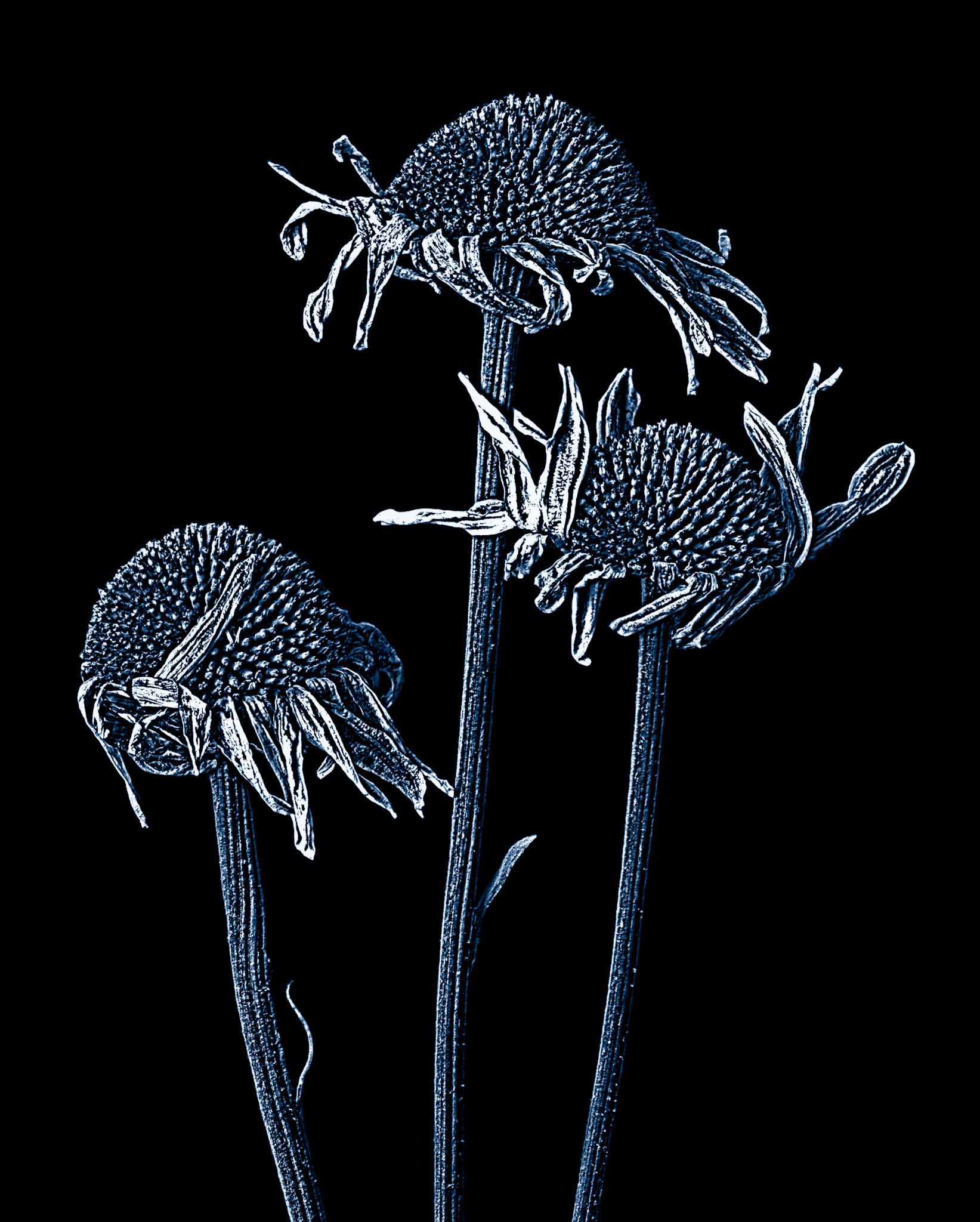 Three Crones Etching