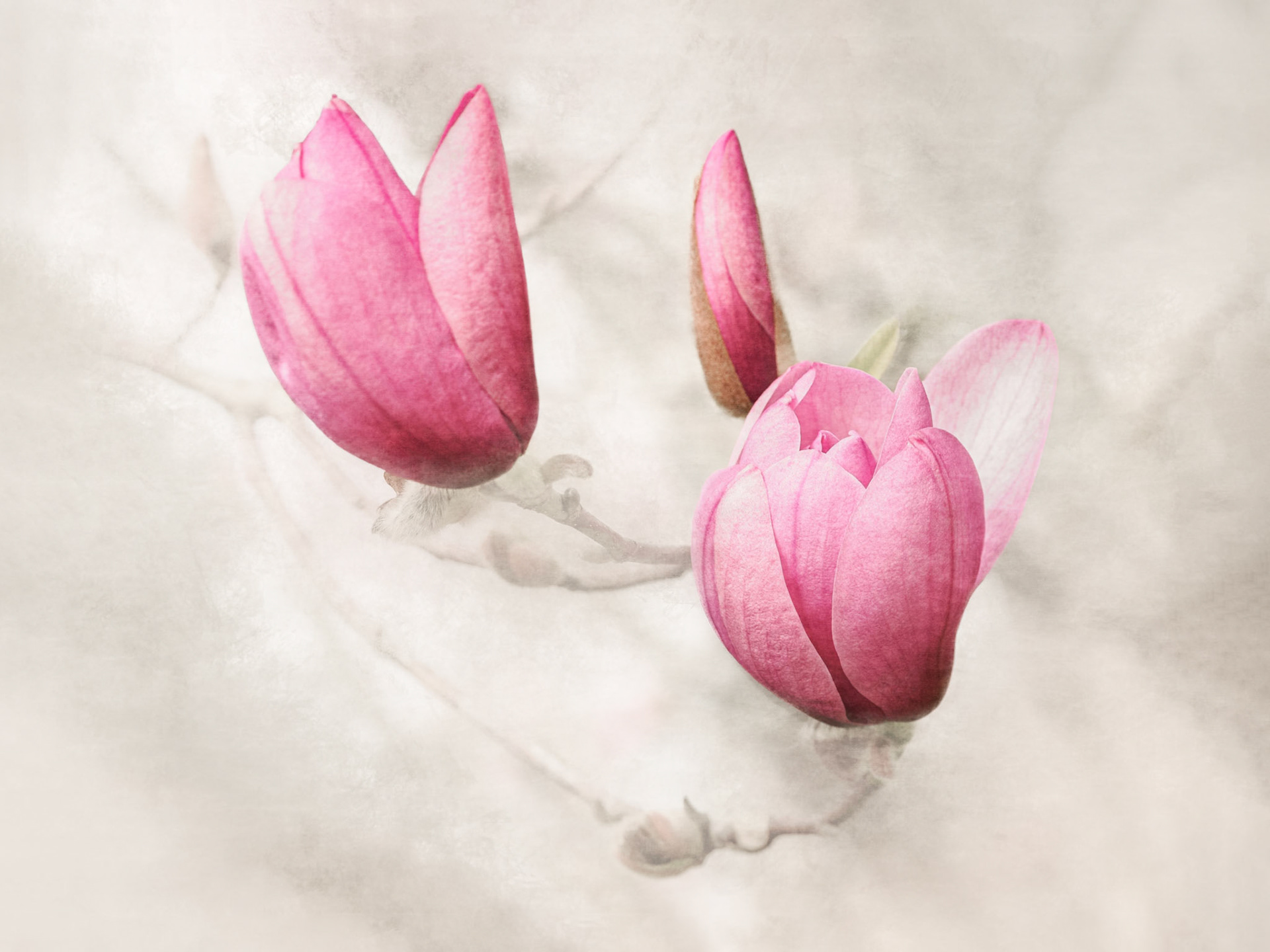 Magnolia Trio