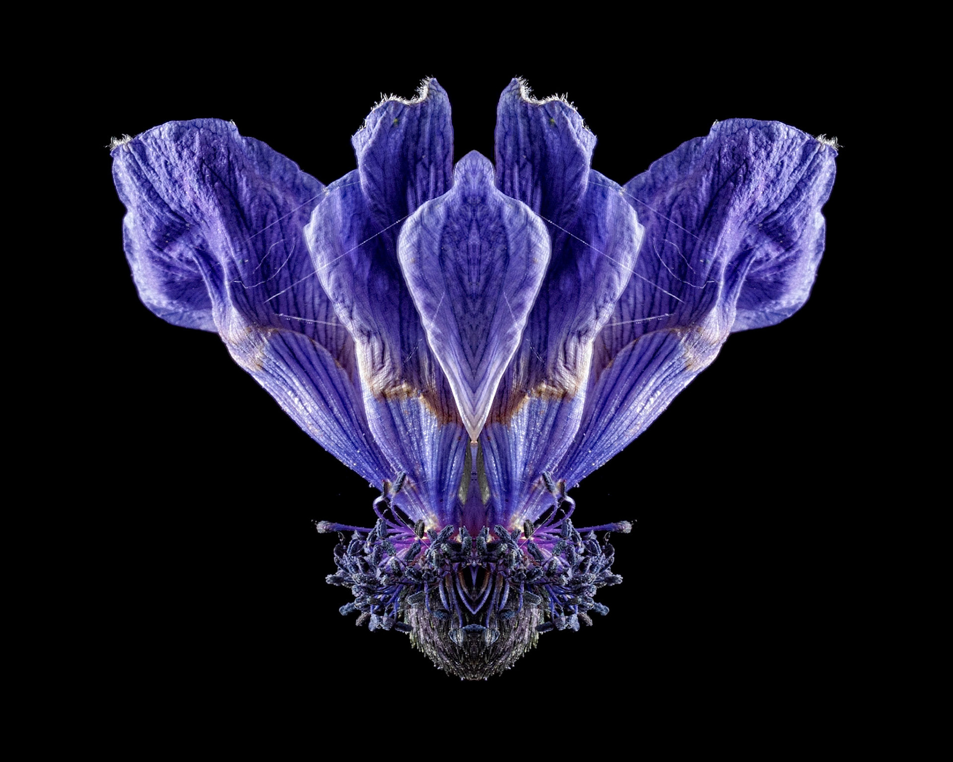 Anemone De Caen's “Blue Poppy”