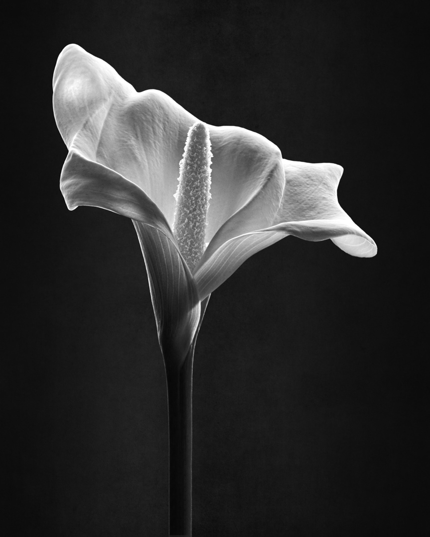 The Elegance of Light