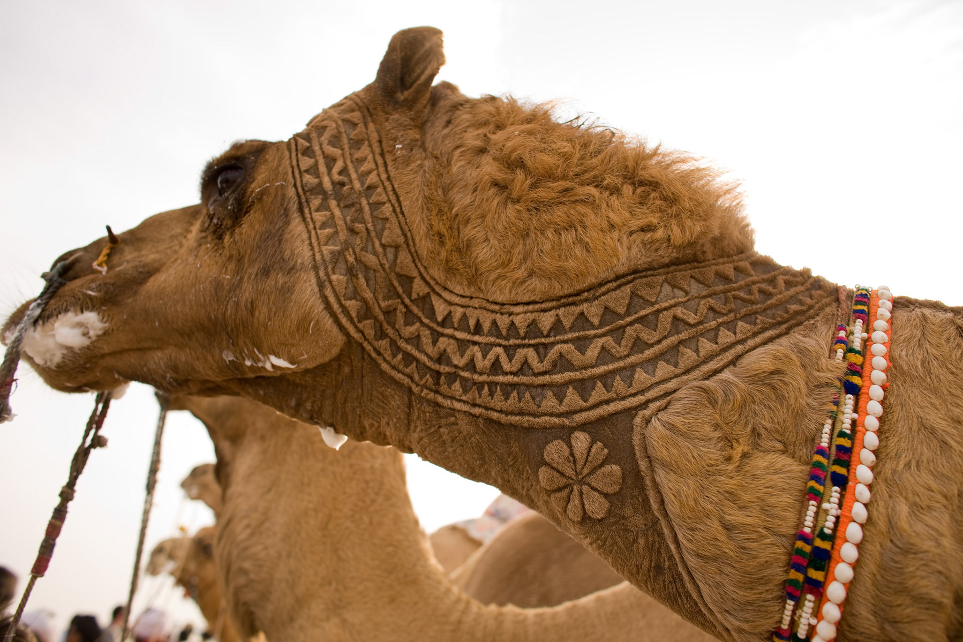 This is the Camel beauty in Cholistan desert, Pakistan. The job takes about 3 years to make an engraved patterns for an individual camels. First 2 years, there is just growing the hair. After that, starts trimming. Inhabitant of desert does not use the iron engraved for the camels. They just cut and dye the camel hair. I have never seen such a beautiful works in the world.