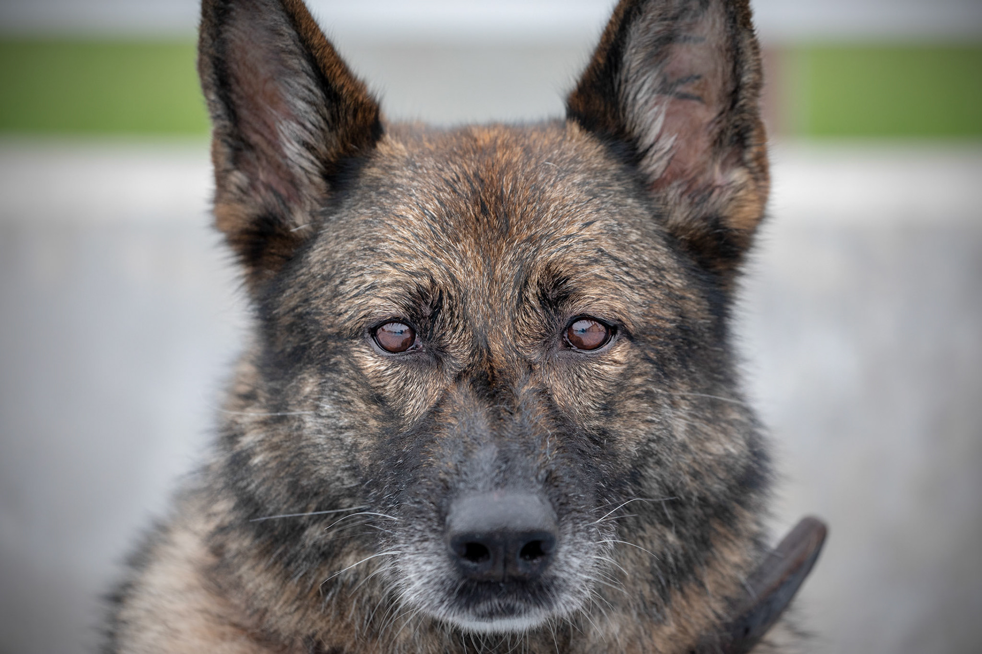 Demo, 347th Security Forces military working dog, age eight, poses for a photo during a water-based aggression training at Yokota Air Base, Japan, Sept. 12, 2018. 374 SFS working dogs ensure the safety of USAF personnel and equipment through detection and deterrence. (U.S. Air Force photo by Yasuo Osakabe)