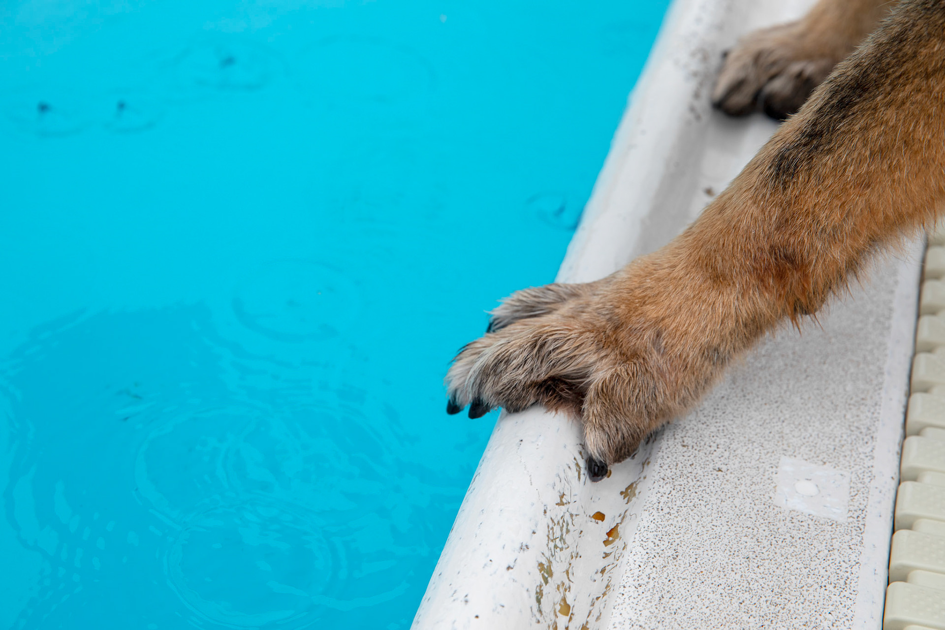 Demo, 374th Security Forces Squadron military working dog, prepares to leap from the edge of a pool during a water-based aggression training at Yokota Air Base, Japan, Sept. 12, 2018. Demo performed his first-time water aggression training at Yokota AB. The water aggression training offers a unique opportunity for working dogs to become familiar with water. (U.S. Air Force photo by Yasuo Osakabe)