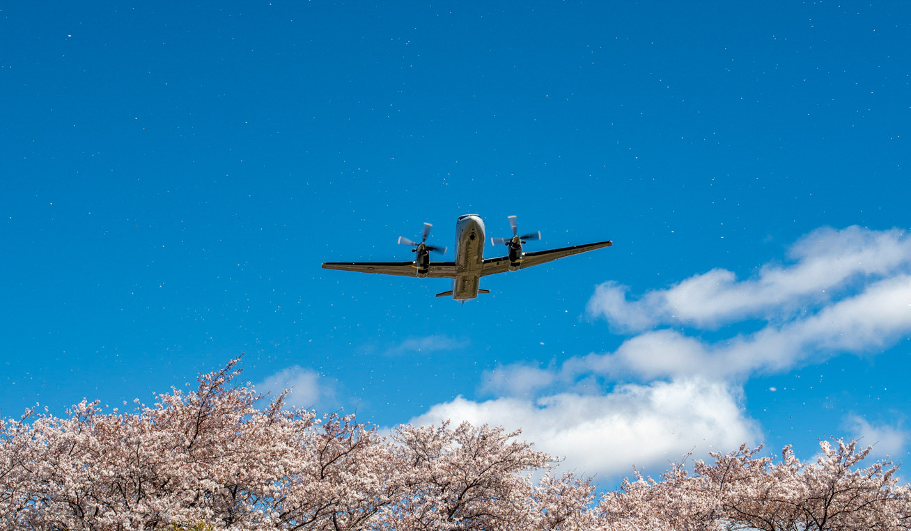 An Air Force C-12 Huron assigned to the 459th Airlift Squadron flies over Yokota Air Base, Japan, during a training mission, April 11, 2019. Cheery blossom petals flew by with the wind. Sakura trees bloomed at Yokota three days later than last year. (U.S. Air Force photo by Yasuo Osakabe)