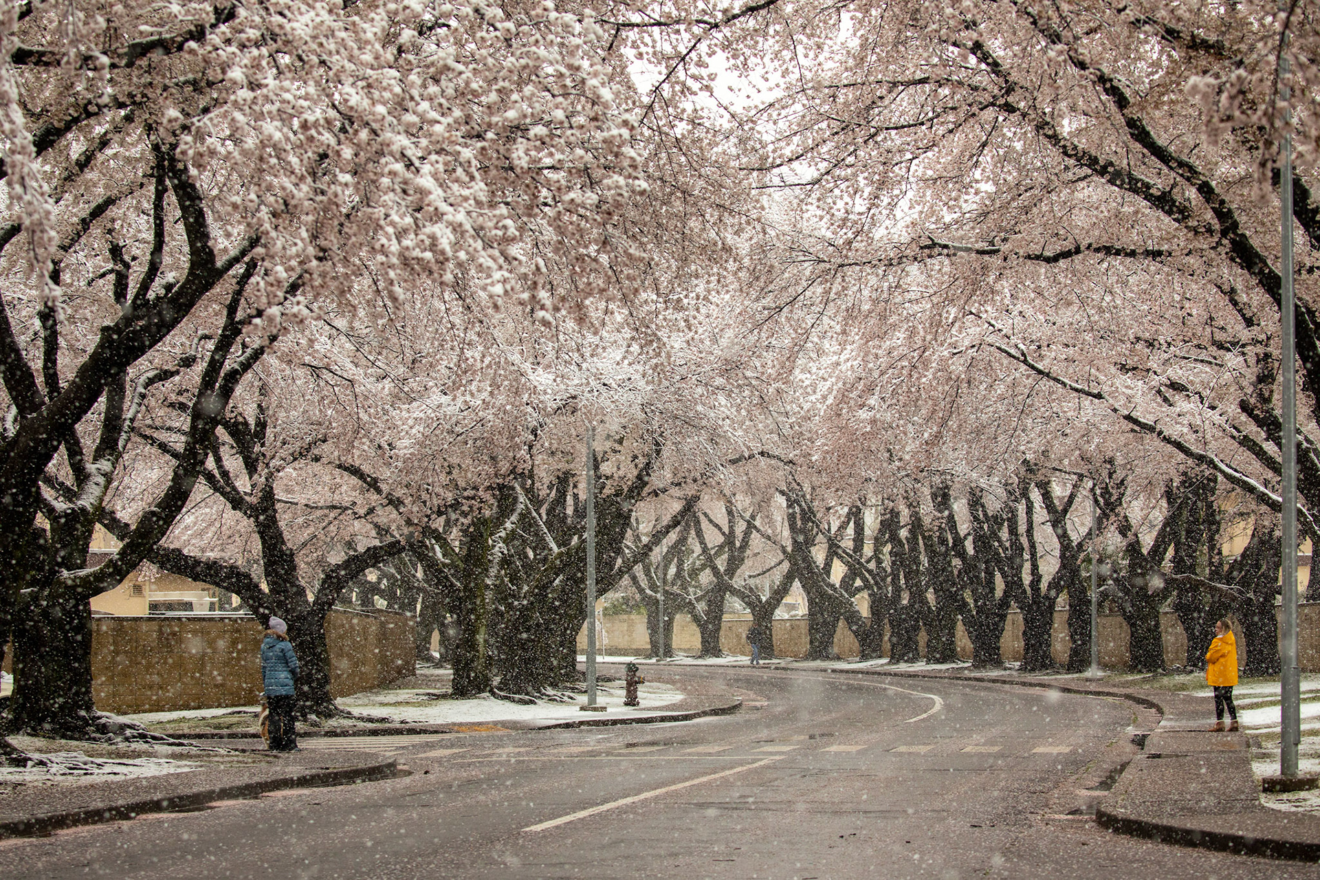 Yokota residents talk each other while keeping social distance at McGuire Avenue, Yokota Air Base, Japan, March 29, 2020. Cherry blossom trees bloomed at Yokota eighteen days earlier that last year. The base recorded more than 2 inches of snowfall during a 12 hour period. This was the fourth morning of the base entering HPCON Charlie in response to the wide-spread novel coronavirus pandemic; Yokota Airmen maintain mission readiness in spite of external challenges. (U.S. Air Force photo by Yasuo Osakabe)
