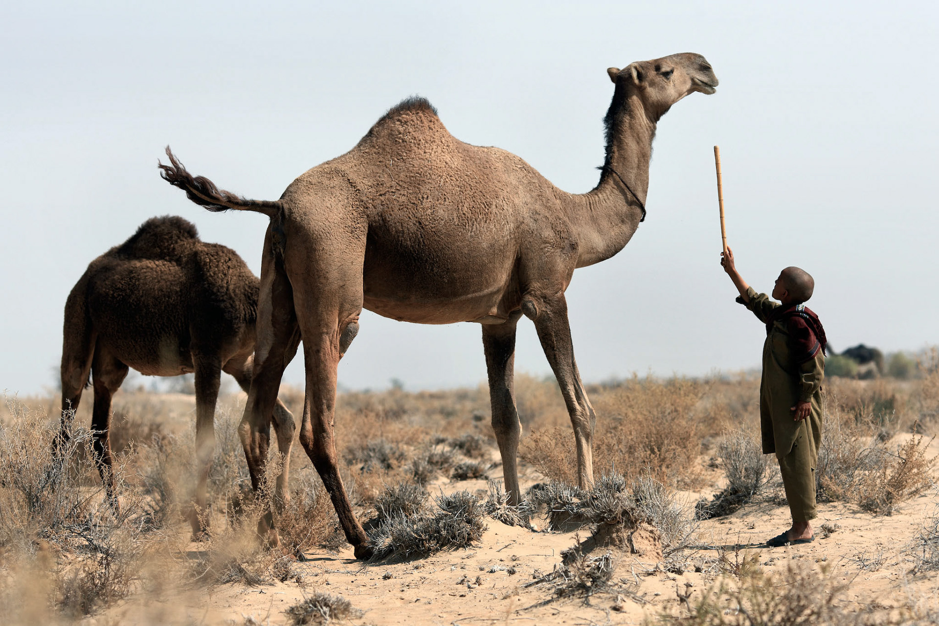 A gypsy boy handled about 50 camels with his old brother. They were walking towards Oasis. (Travel)