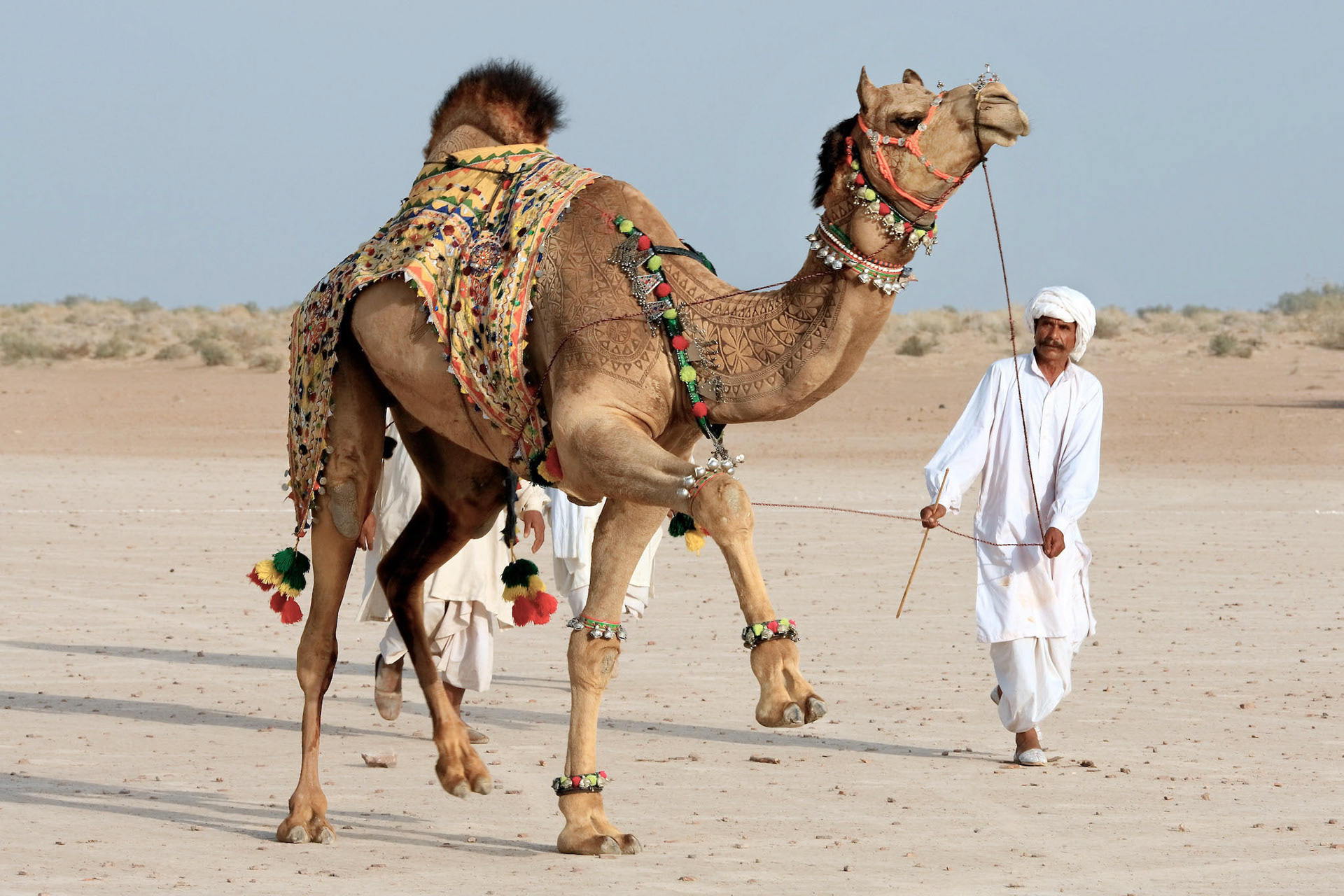 This is the Pakistan Camel beauty. The job takes about 3 years to make an engraved tatoo for an individual camels. First 2 years, there is just growing the hair and starts trimming. Inhabitant of desert does not use the iron engraved for the camels. They just cut and dye the camel hair. Also this camel was performed an acrobatic dance. I have never seen such a beautiful works in the world. (Travel)