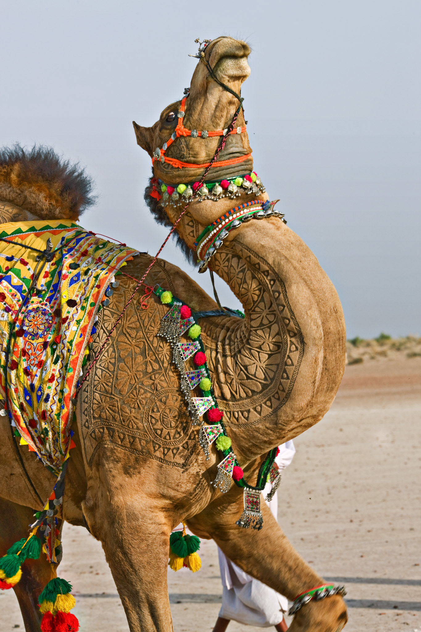 A camel performs the Cholistan style camel dance during the camel festival in Cholistan desert.
