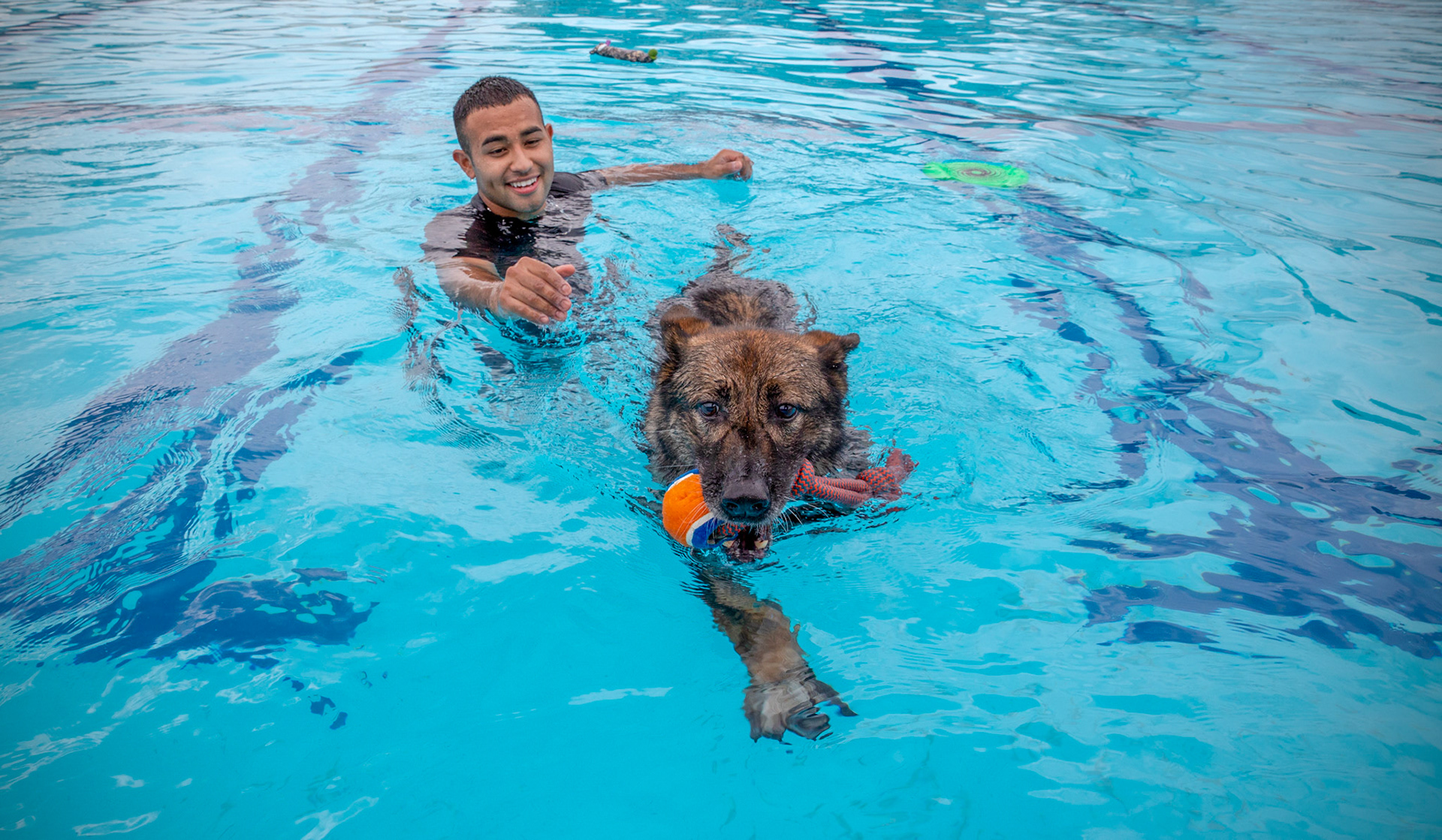 Demo, 374th Security Forces Squadron military working dog, swims in the pool during water-based aggression training at Yokota Air Base, Japan, Sept. 12, 2018. The MWD section takes advantage of the training when available due to the dogs' limited exposure to water. (U.S. Air Force photo by Yasuo Osakabe)