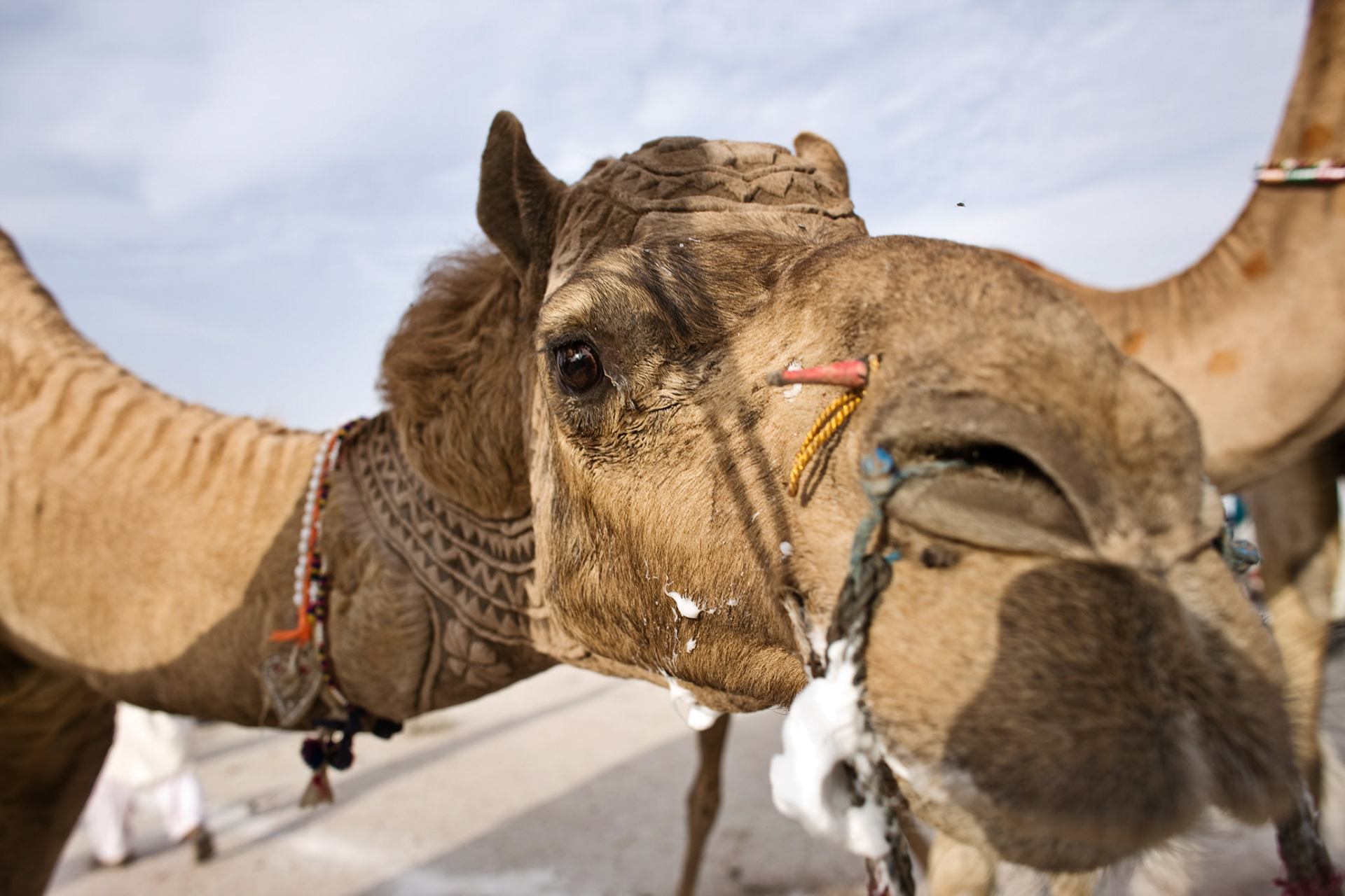 This is the Camel beauty in Cholistan desert, Pakistan. The job takes about 3 years to make an engraved patterns for an individual camels. First 2 years, there is just growing the hair. After that, starts trimming. Inhabitant of desert does not use the iron engraved for the camels. They just cut and dye the camel hair. I have never seen such a beautiful works in the world.