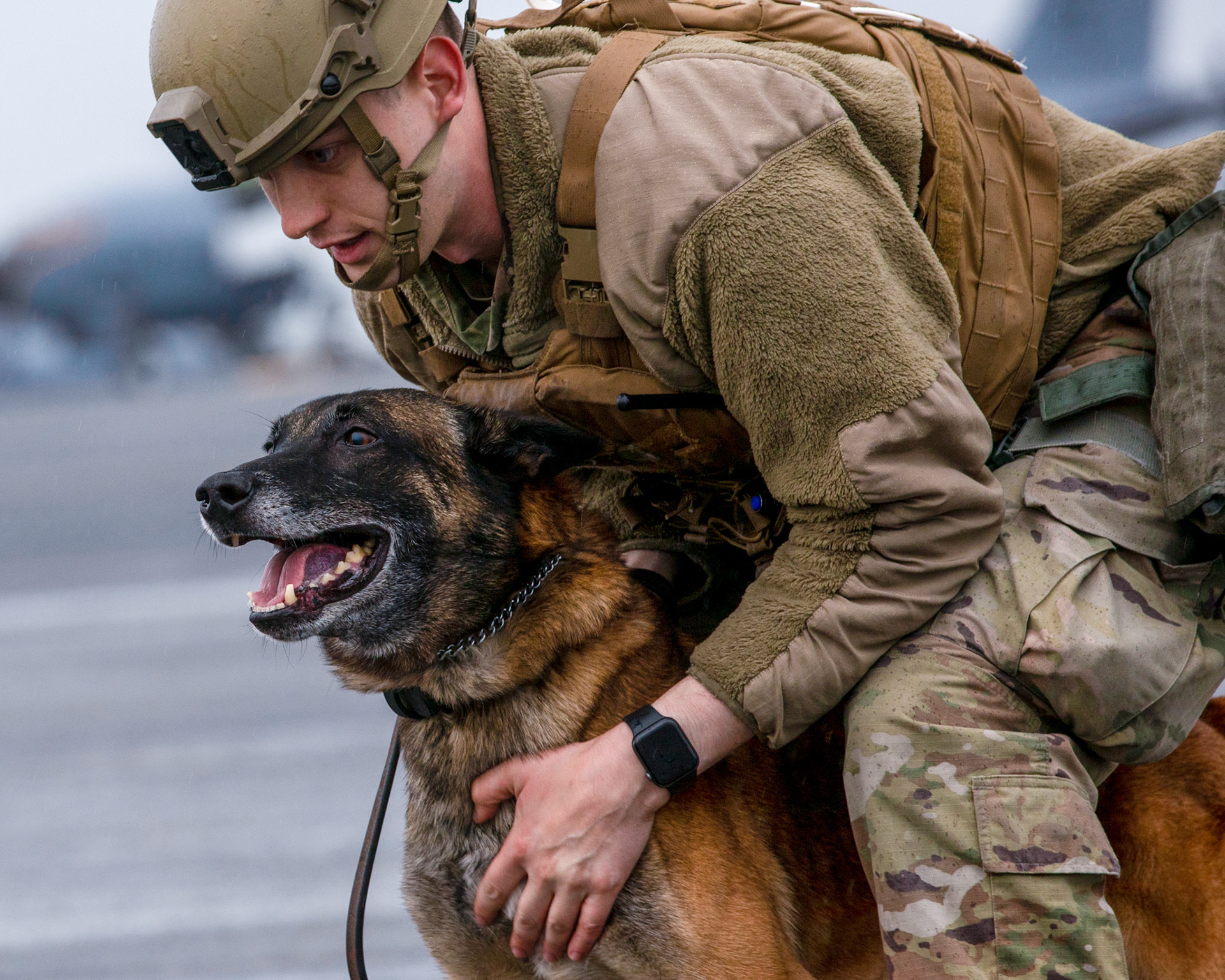 Staff Sgt. Colin Schwier, 374th Security Forces Squadron military working dog handler, holds MWD Edy after detaining a simulated intruder in the flightline during a simulated riot for Samurai Readiness Inspection at Yokota Air Base, Japan, Oct. 22, 2021.  The 374th SFS personnel participated in a riot control training that exposed them to numerous scenarios they may encounter during their duties as military police. The scenario consisted of various non-lethal techniques used to control or quell large crowds. (U.S. Air Force photo by Yasuo Osakabe)
