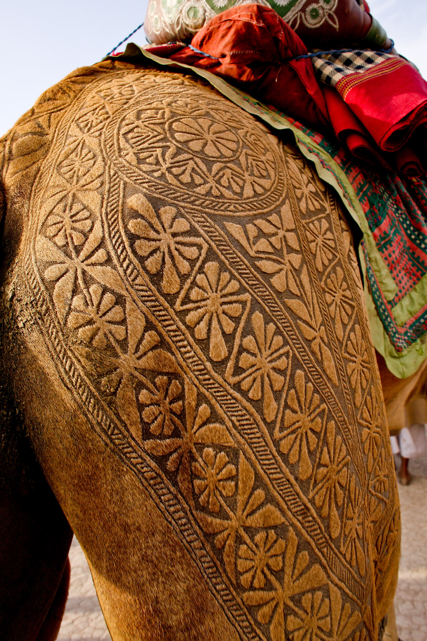 This is the Camel beauty in Cholistan desert, Pakistan. The job takes about 3 years to make an engraved patterns for an individual camels. First 2 years, there is just growing the hair. After that, starts trimming. Inhabitant of desert does not use the iron engraved for the camels. They just cut and dye the camel hair. I have never seen such a beautiful works in the world.