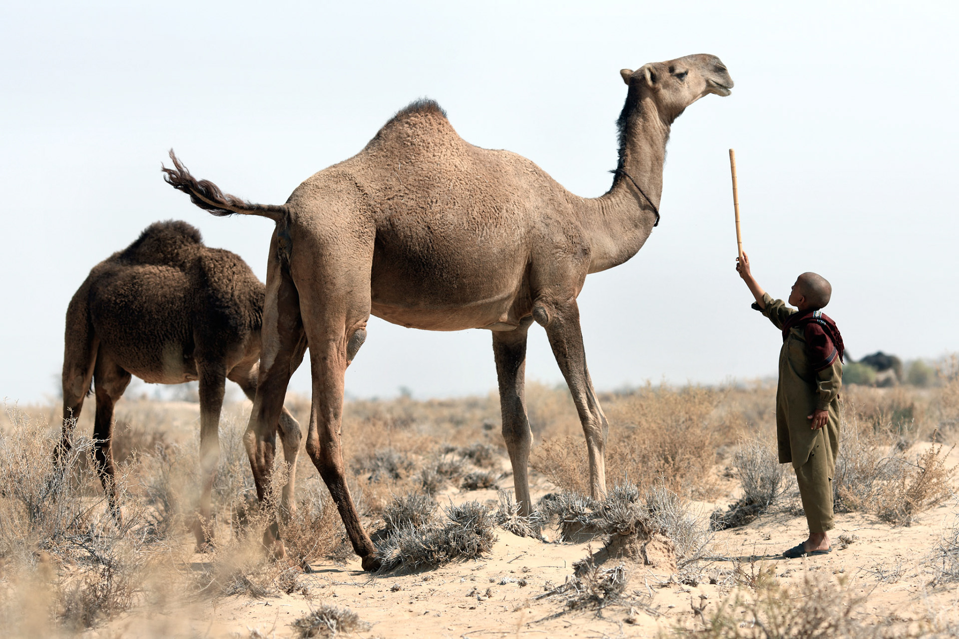 A gypsy boy handled about 50 camels with his old brother. They were walking towards Oasis. (Travel)