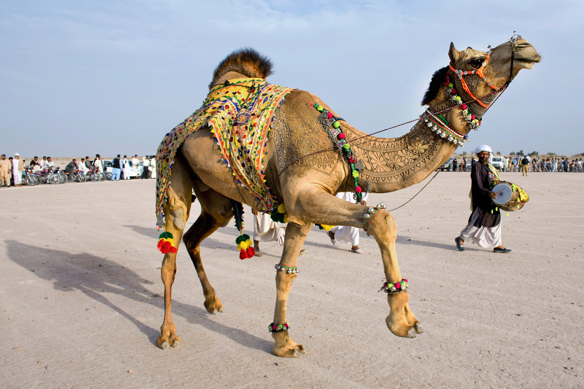 A camel performs the Cholistan style camel dance with Dhol, which means Punjabi double-sided barrel drum, during the camel festival.