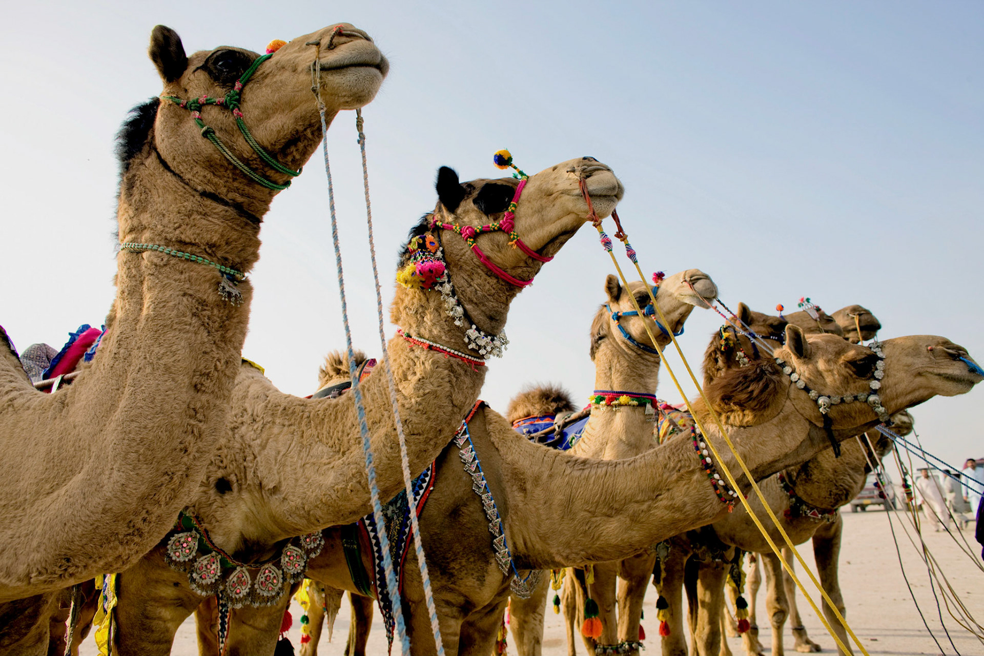 A racing camels wait for the cue during the camel festival in Cholistan desert.