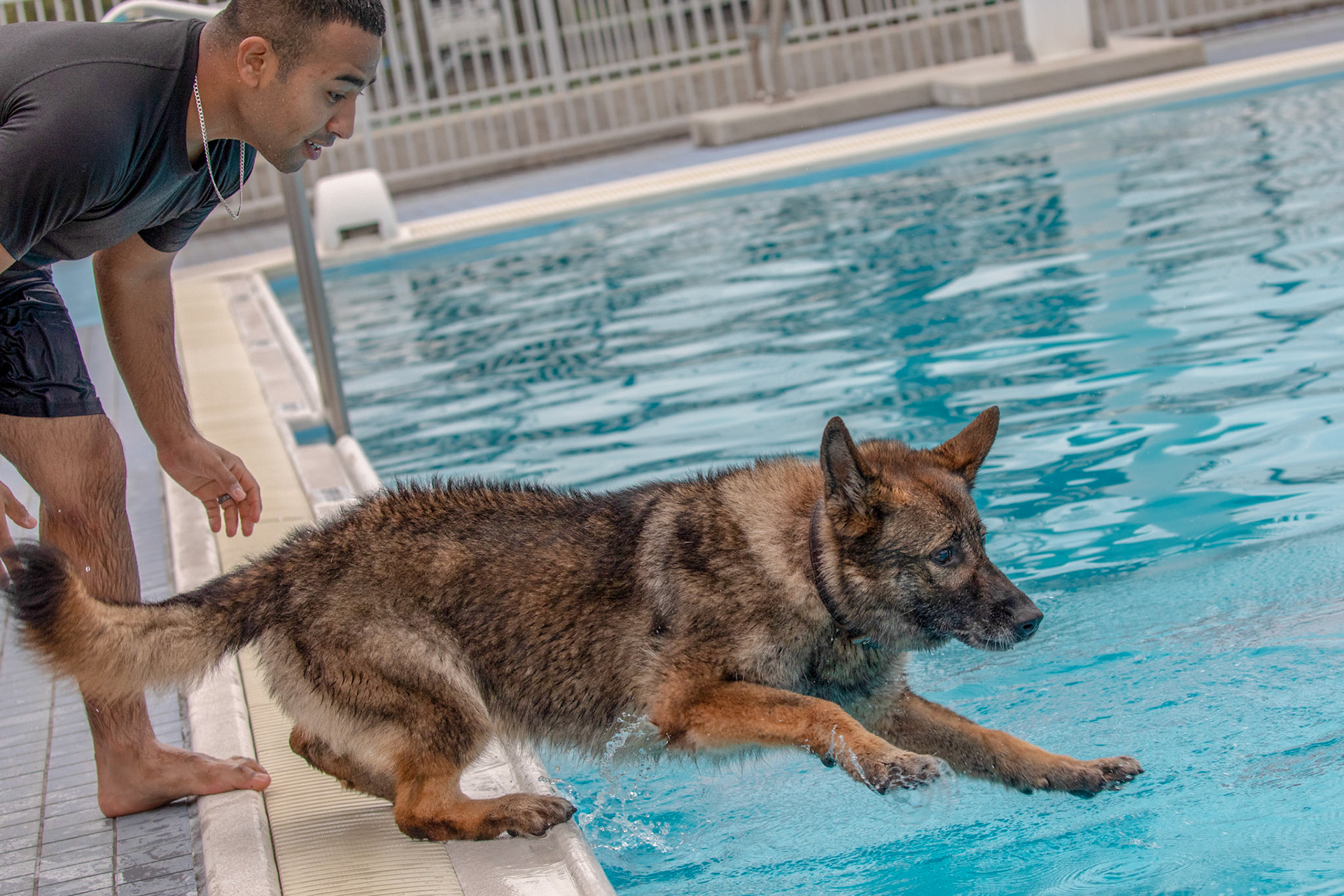 Demo, 374th Security Forces Squadron military working dog, leaps into the pool during a water-based aggression training at Yokota Air Base, Japan, Sept. 12, 2018. The MWD section takes advantage of the training when available due to the dogs' limited exposure to water. (U.S. Air Force photo by Yasuo Osakabe)