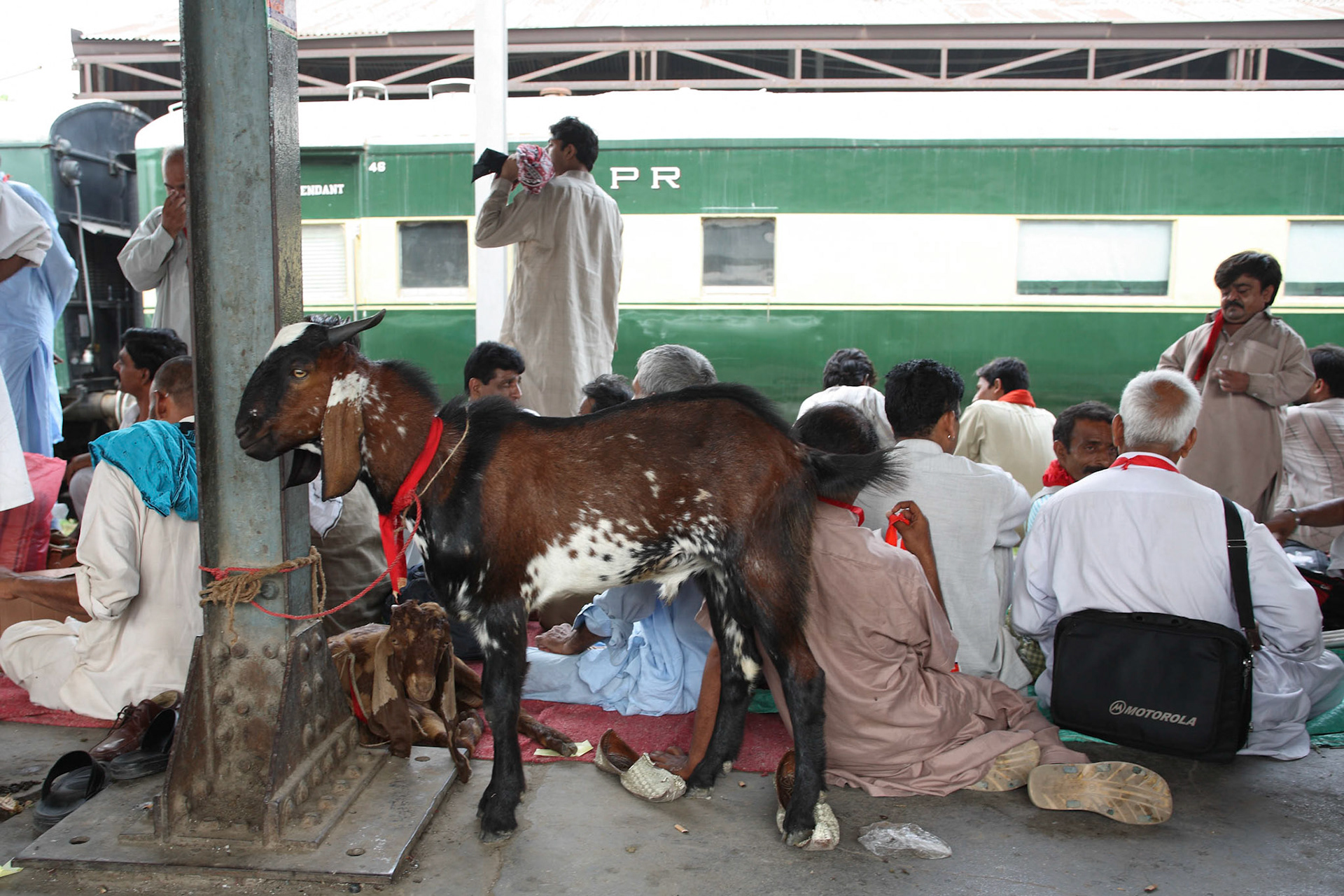 Sufi devotees are waiting for the pilgrim's train bound for Sewan Sharif at Lahore railway station, Pakistan. Sufi devotees take the goat by the train for sacrificing to the great sufi saint, who is Lal Shahbaz Qalandar.