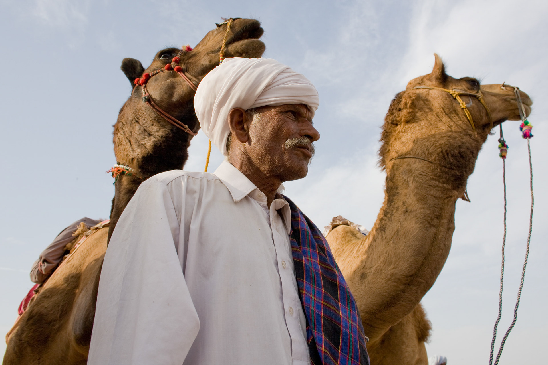 A cameleer and his camels wait for their cue during the camel festival in Cholistan desert.