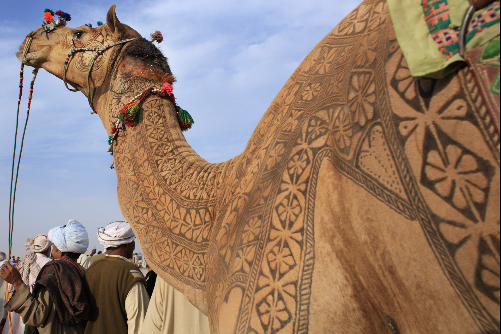 This is the Pakistan Camel beauty. The job takes about 3 years to make an engraved tatoo for an individual camels. First 2 years, there is just growing the hair and starts trimming. Inhabitant of desert does not use the iron engraved for the camels. They just cut and dye the camel hair. I have never seen such a beautiful works in the world. (Travel)