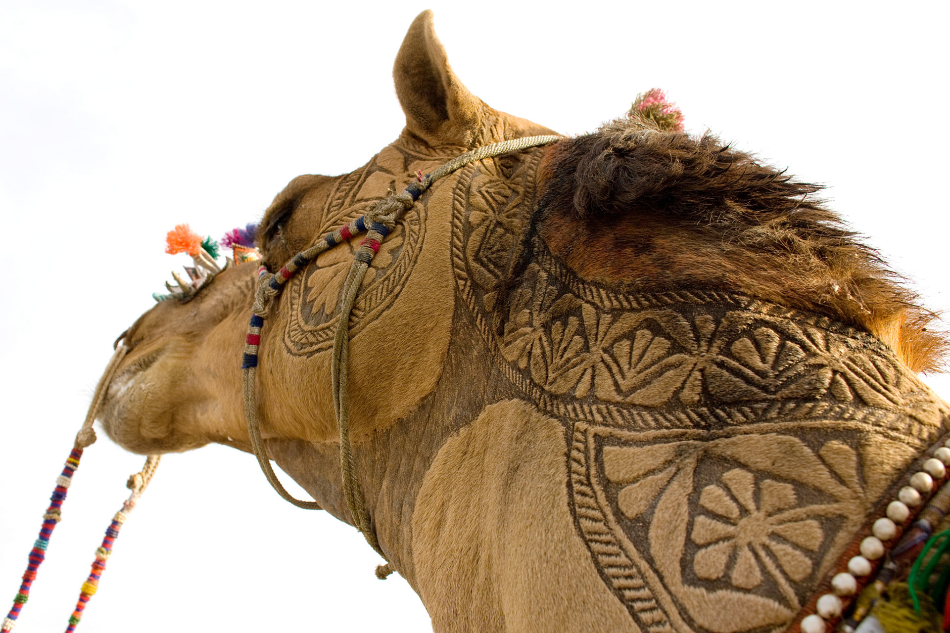 This is the Camel beauty in Cholistan desert, Pakistan. The job takes about 3 years to make an engraved patterns for an individual camels. First 2 years, there is just growing the hair. After that, starts trimming. Inhabitant of desert does not use the iron engraved for the camels. They just cut and dye the camel hair. I have never seen such a beautiful works in the world.