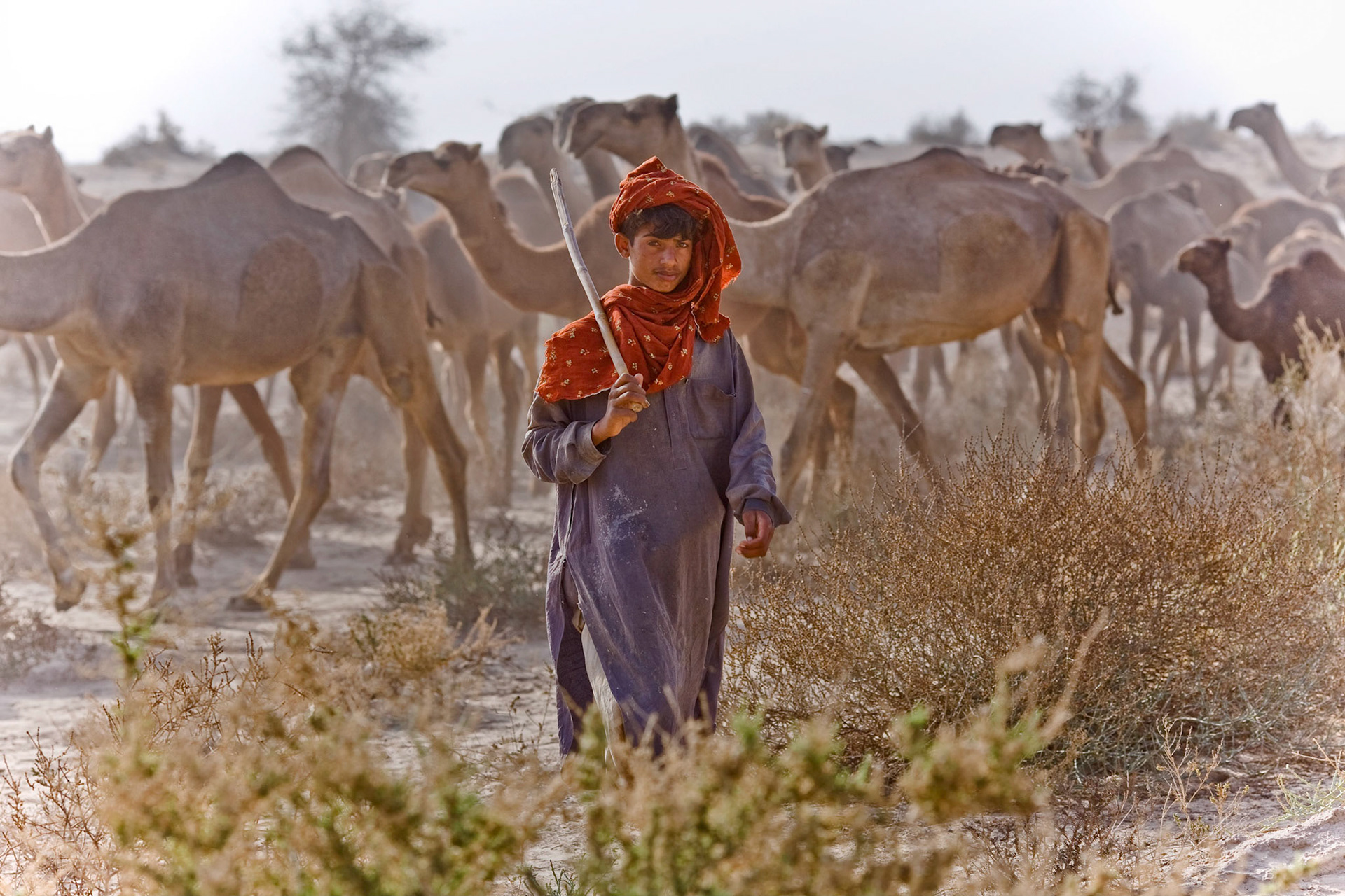 He travels the desert toward a next oasis with his camels.