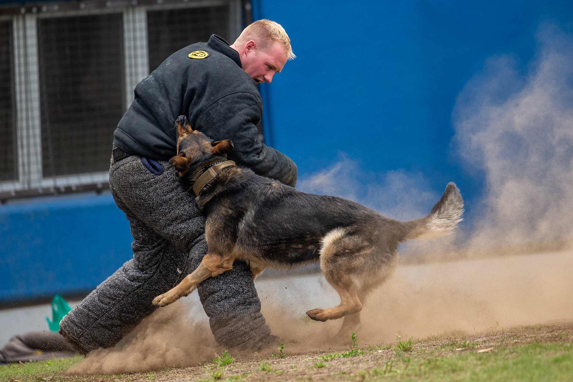 U.S. Navy Petty Officer 1st Class Kolby James Jones, Commander Fleet Activities Yokosuka military working dog handler, acts as a decoy for Benjo, 374th Security Forces Squadron MWD, during 2018 United States Forces Japan Top Dog Competition May 17 ,2018. The decoy is a person who wears a personal protective suit allowing the dog to practice subduing a suspect in the correct way. The competition was a part of the National Police Week and brought together military and civilian working dogs to showcase the dogs' skills. (U.S. Air Force photo by Yasuo Osakabe)