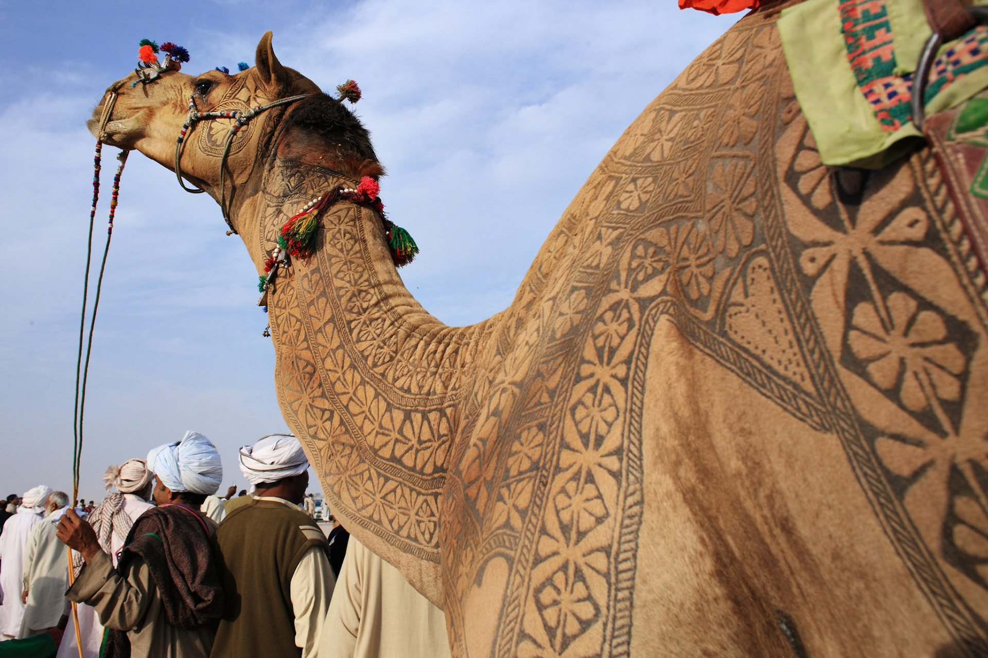 This is the Pakistan Camel beauty. The job takes about 3 years to make an engraved tatoo for an individual camels. First 2 years, there is just growing the hair and starts trimming. Inhabitant of desert does not use the iron engraved for the camels. They just cut and dye the camel hair. I have never seen such a beautiful works in the world. (Travel)