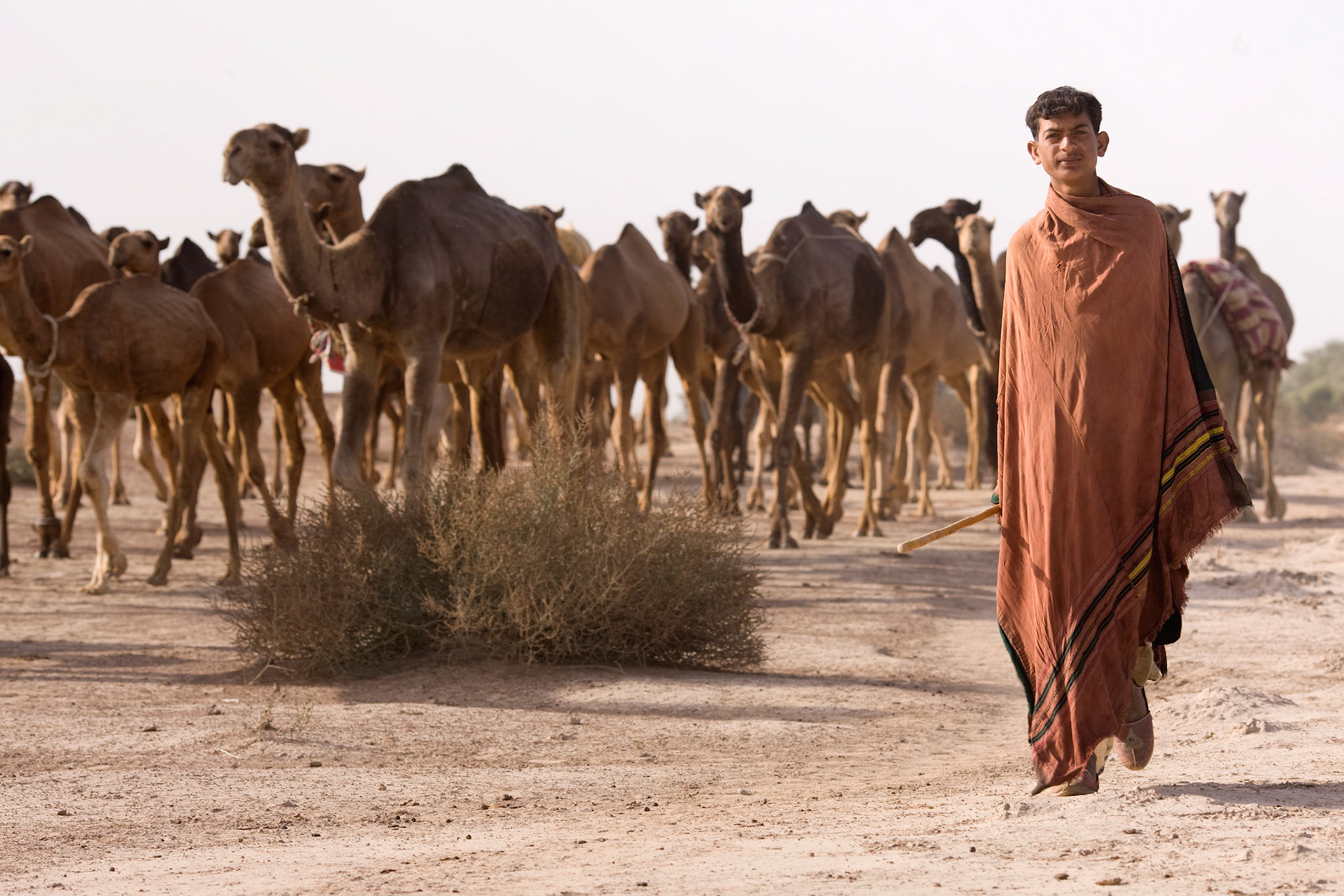 Inhabitant of the desert travels between Oasis to Oasis with camels in Cholistan desert.